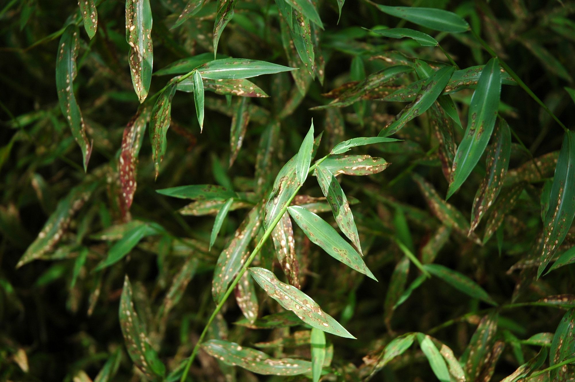 Microstegium vimineum leaves infected by a Bipolaris foliar fungal pathogen.