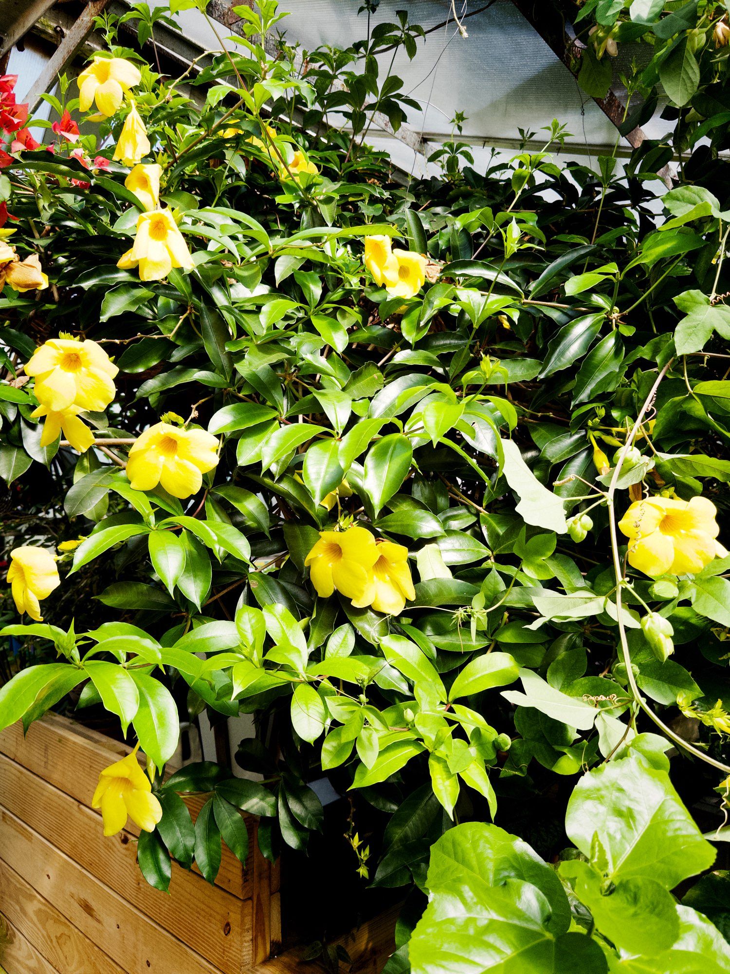 Hoya plants with yellow flowers in a greenhouse