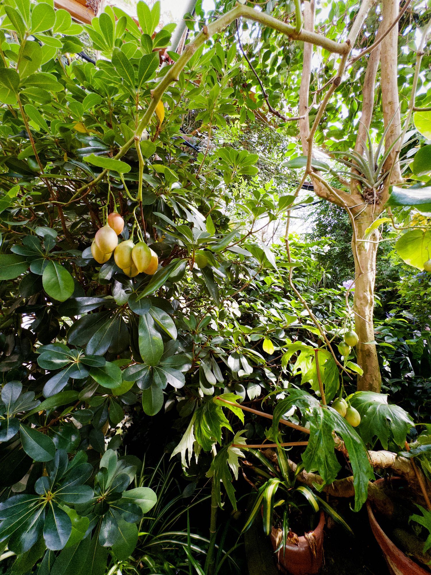 A fruiting tropical tree in a greenhouse, with pendant, orange-green fruit