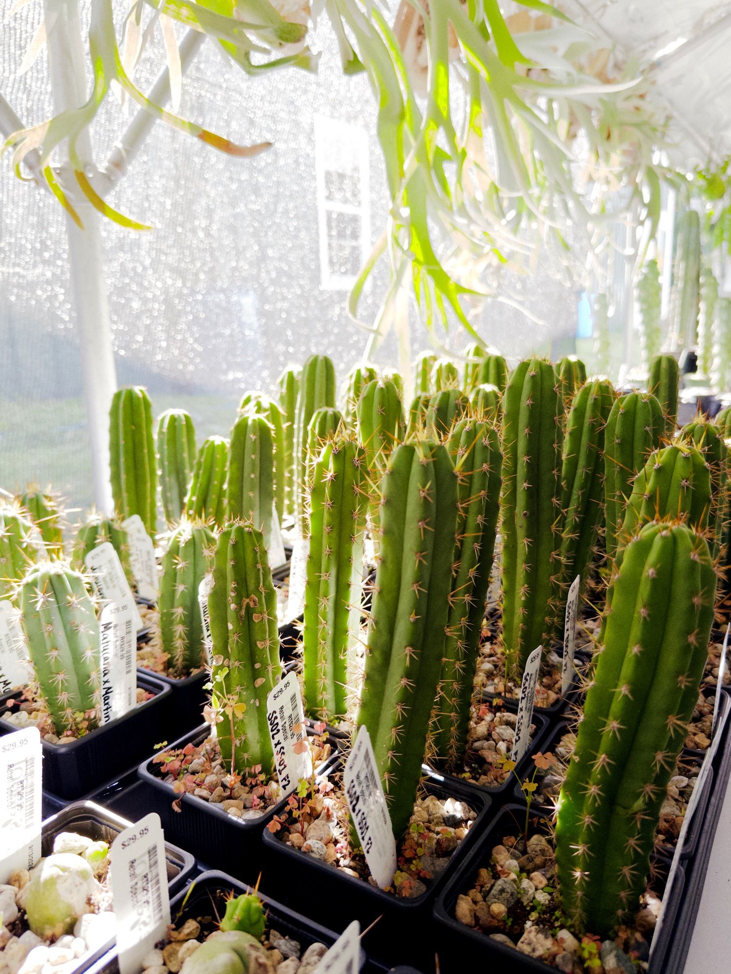 A table of columnar cacti in small square pots, in a sunny greenhouse window