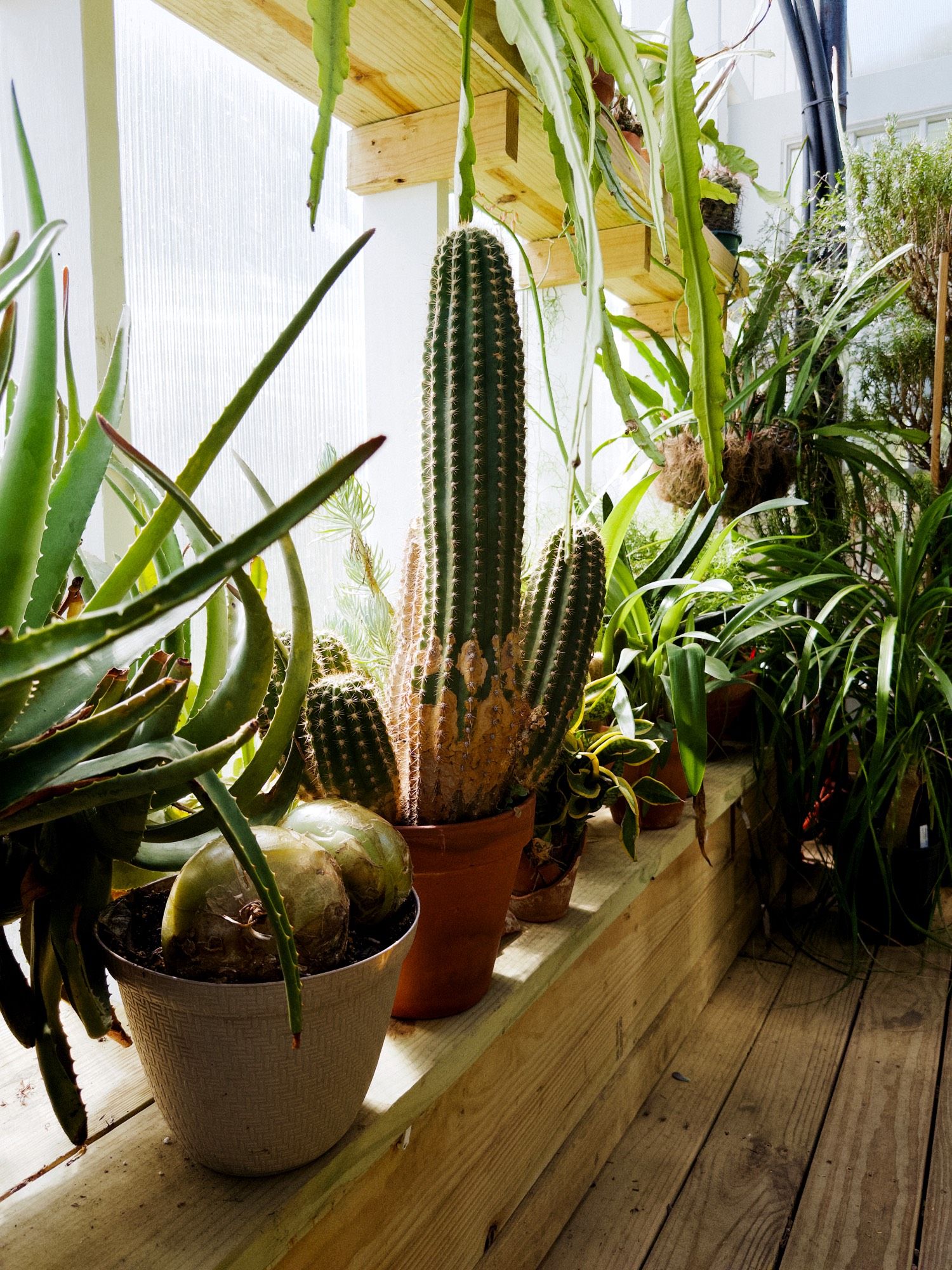 A corner of a greenhouse, with cacti and other succulents on a wooden bench