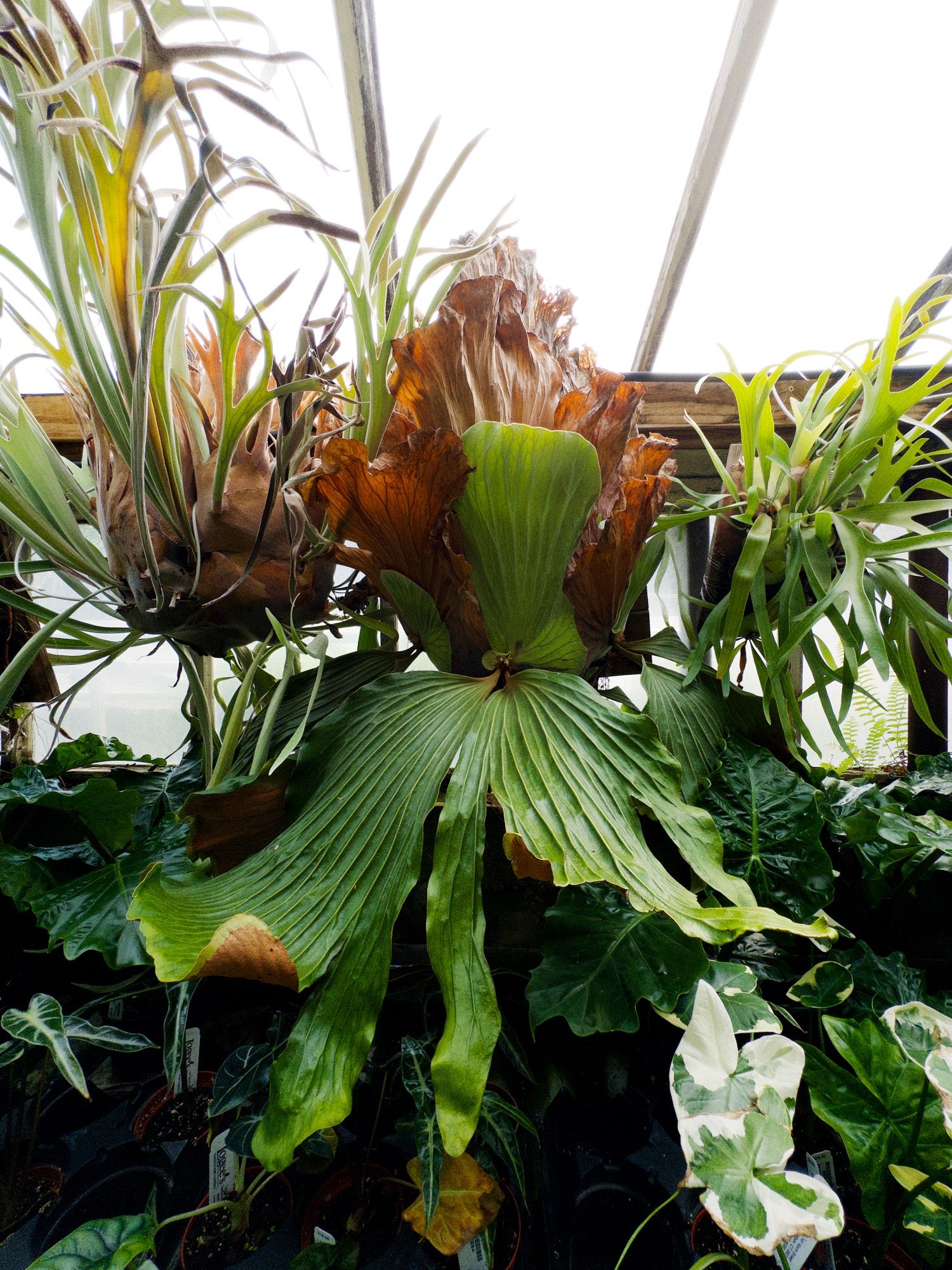 A closeup of a massive staghorn fern in a greenhouse, surrounded by other plants