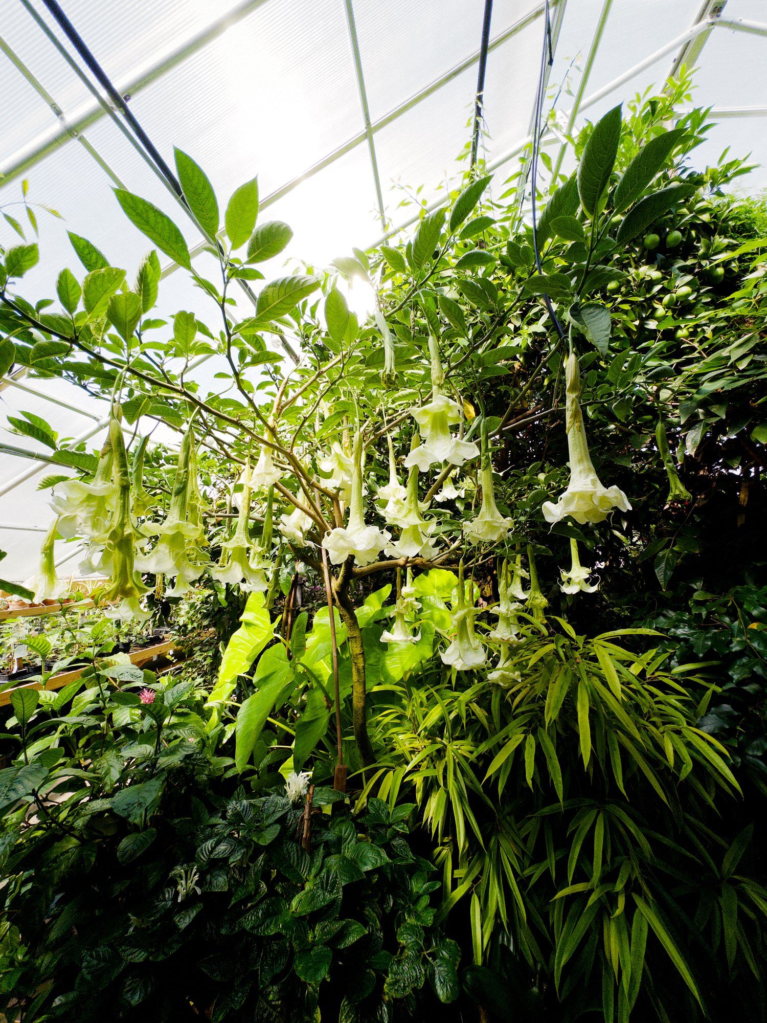 A massive brugmansia tree with dozens of white pendant, foot-long flowers in a crowded greenhouse