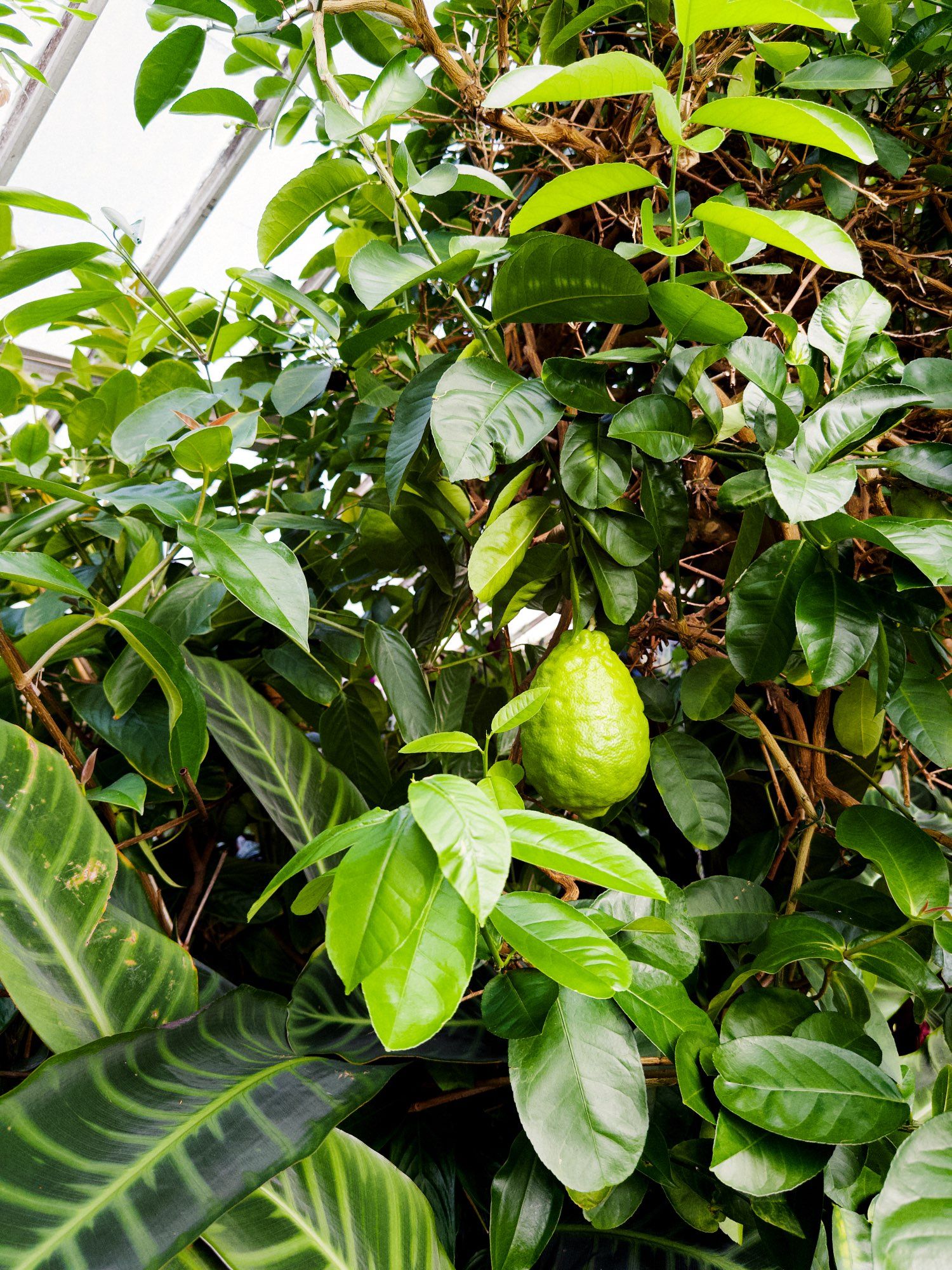 A giant lemon hanging from a large tree, surrounded by many other plants, in a greenhouse