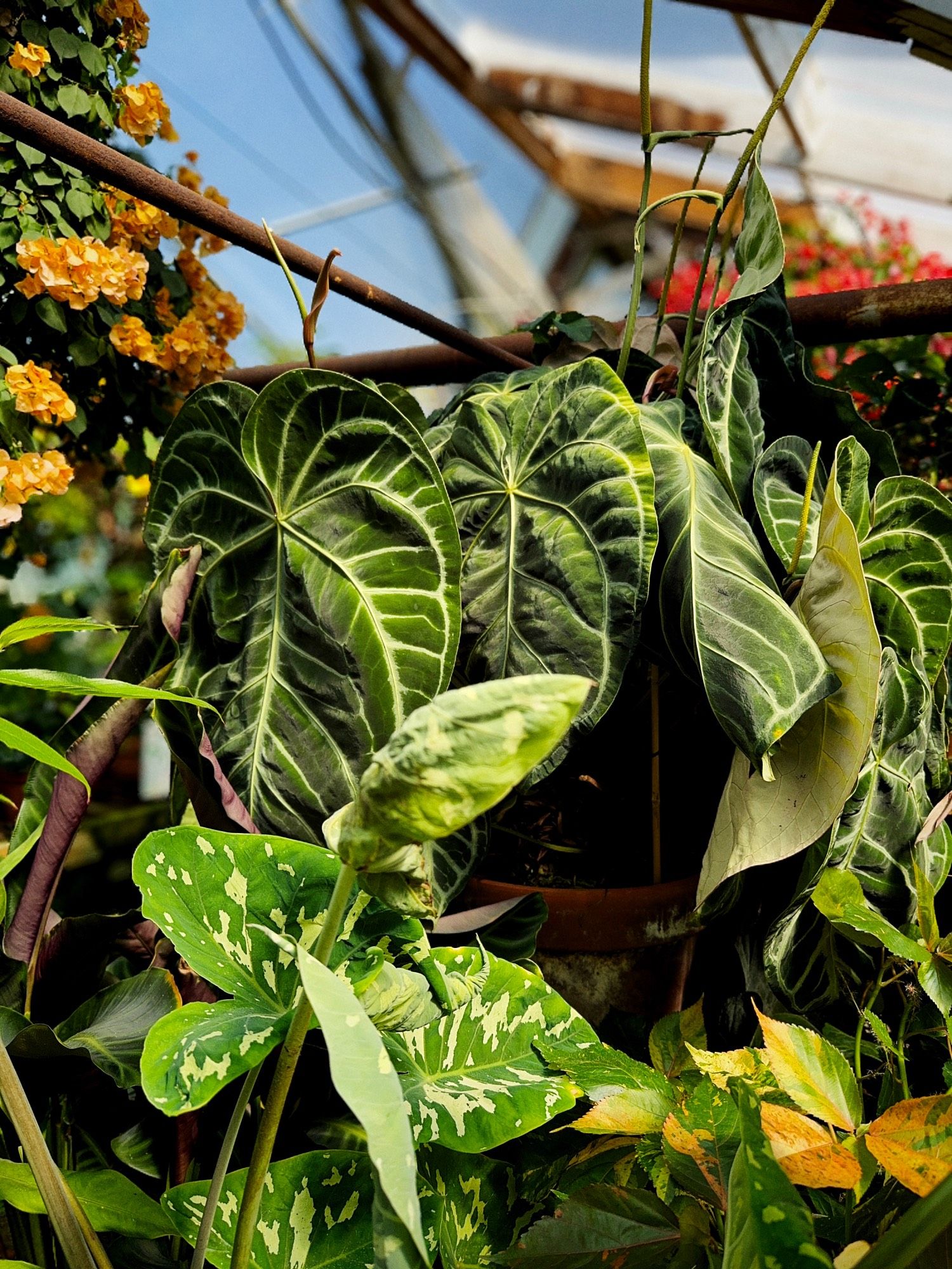 A close up of variegated leaves in a greenhouse