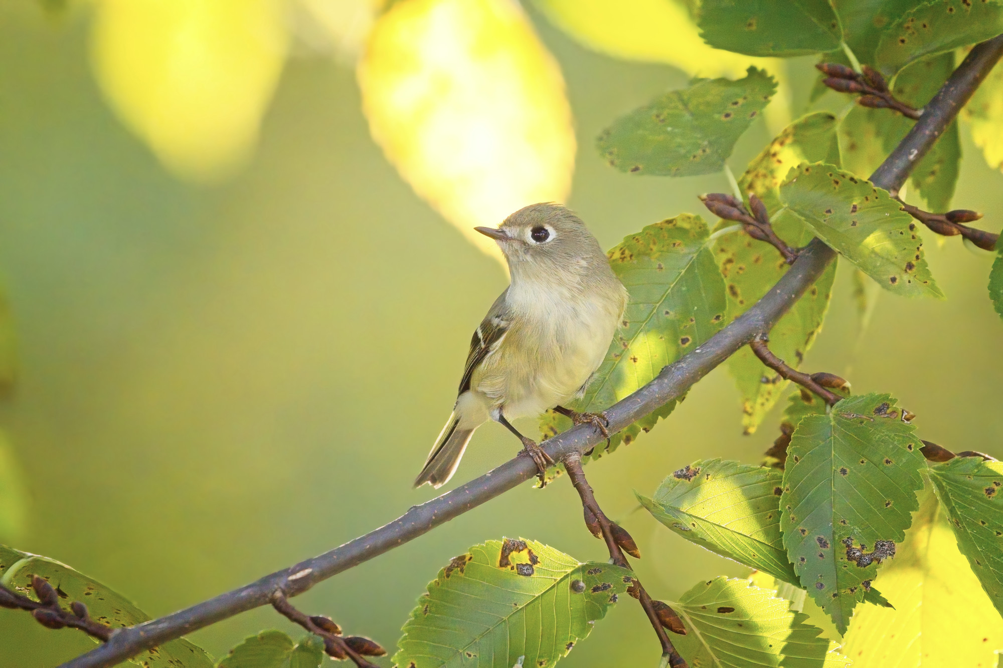 A Ruby-Crowned Kinglet is on the lookout for its next insect meal while perched on a small tree branch.