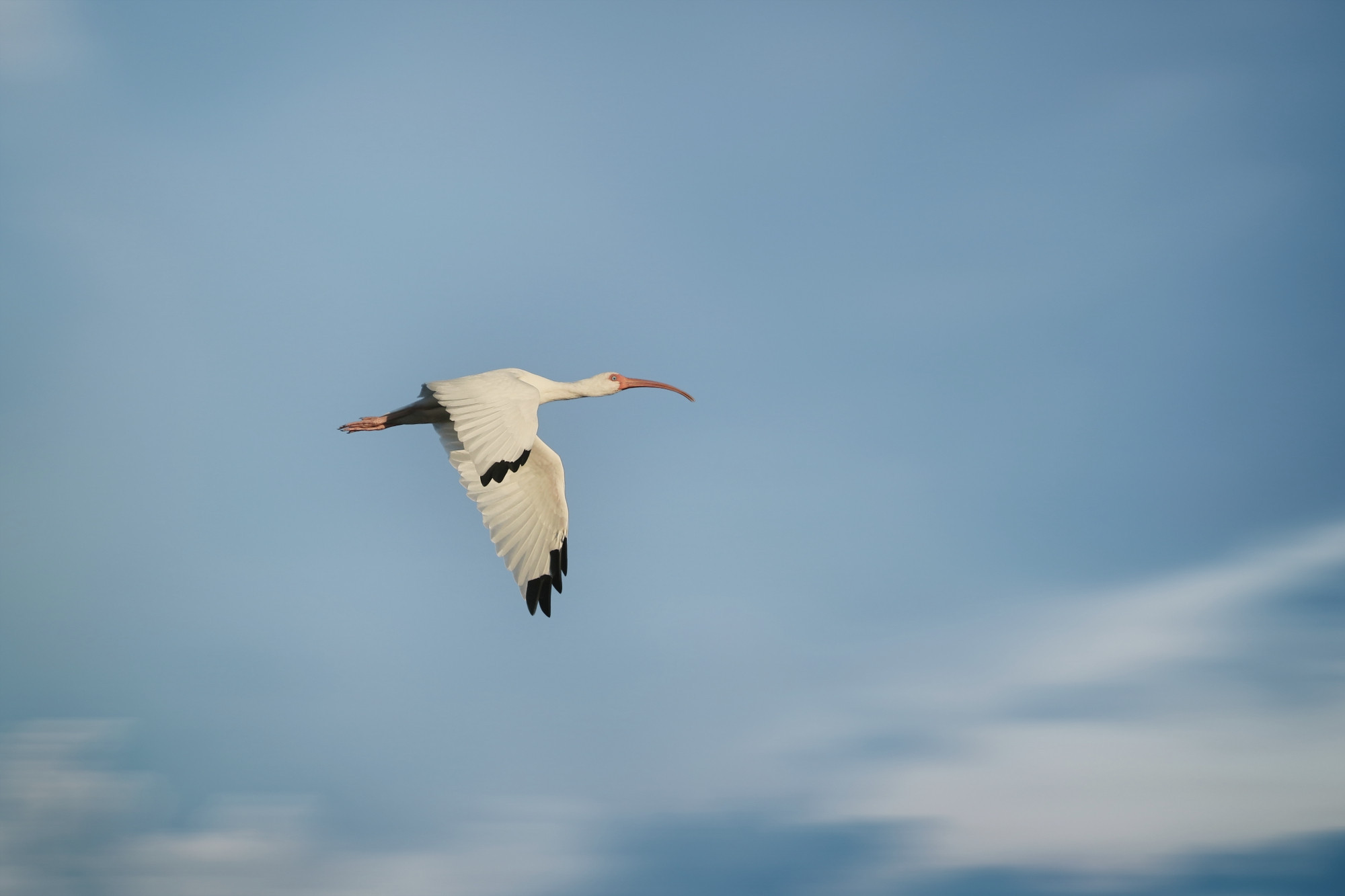 A White Ibis flies across a sunny blue sky in Florida.