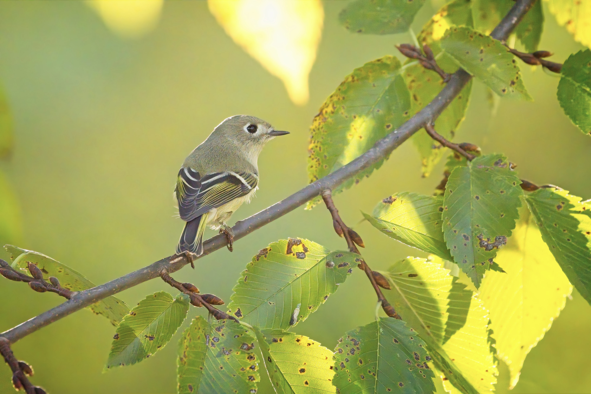 A Ruby-Crowned Kinglet perches on a branch with its back to the camera, showing off the patterns on its wings.