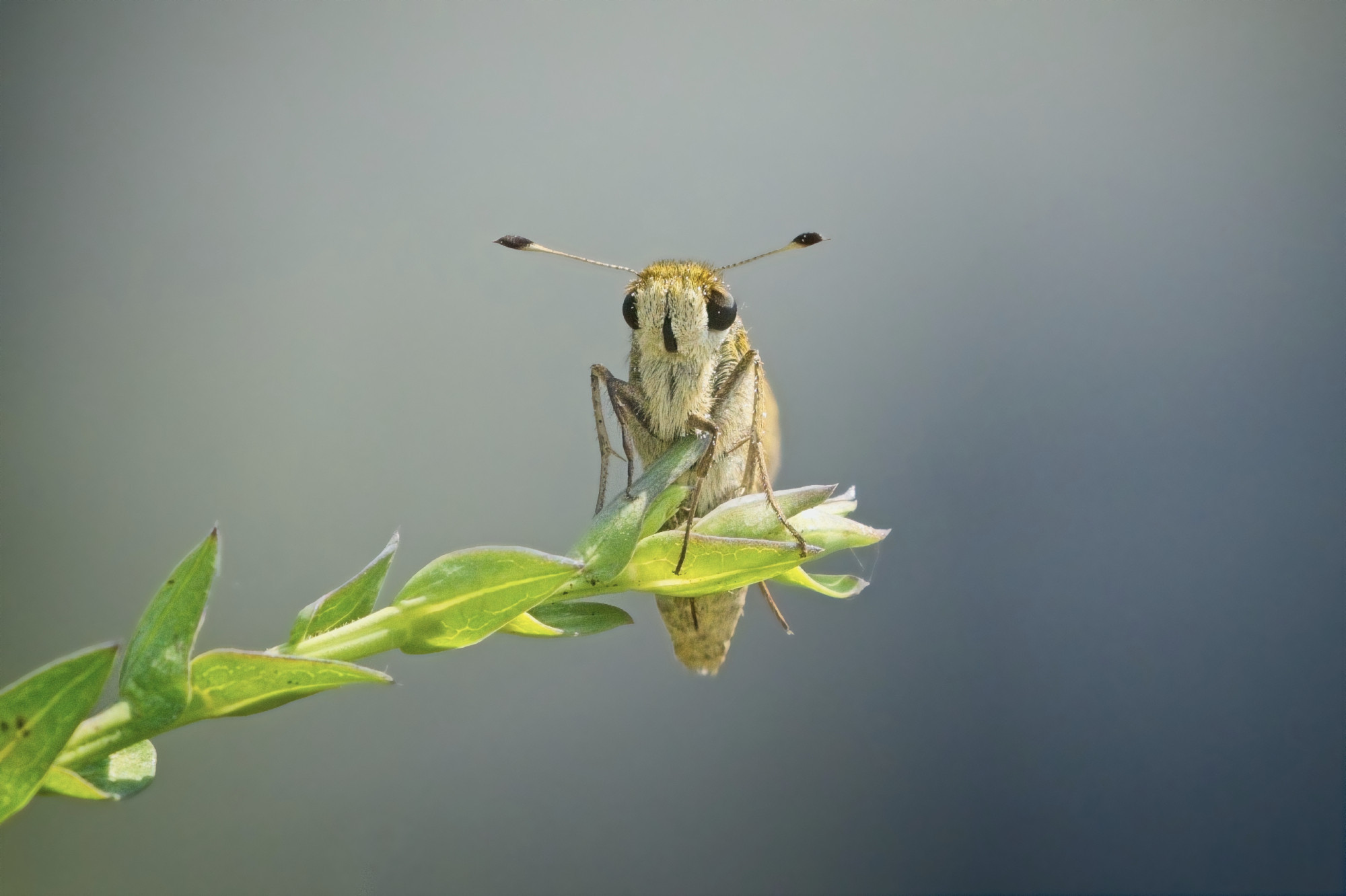 A cute little skipper butterfly rests on the end of a leafy stalk.