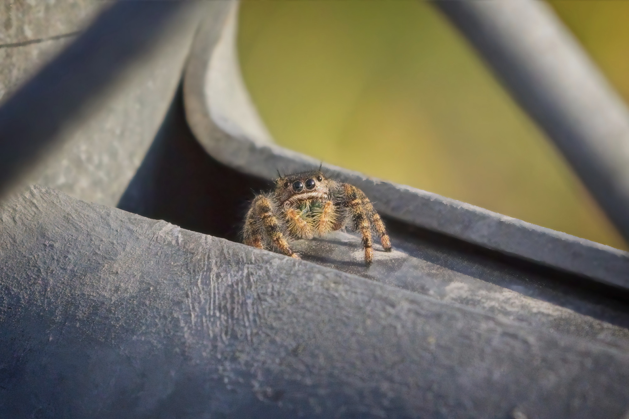 A Bold Jumper spider peeks out of its hidey-hole to greet the day.