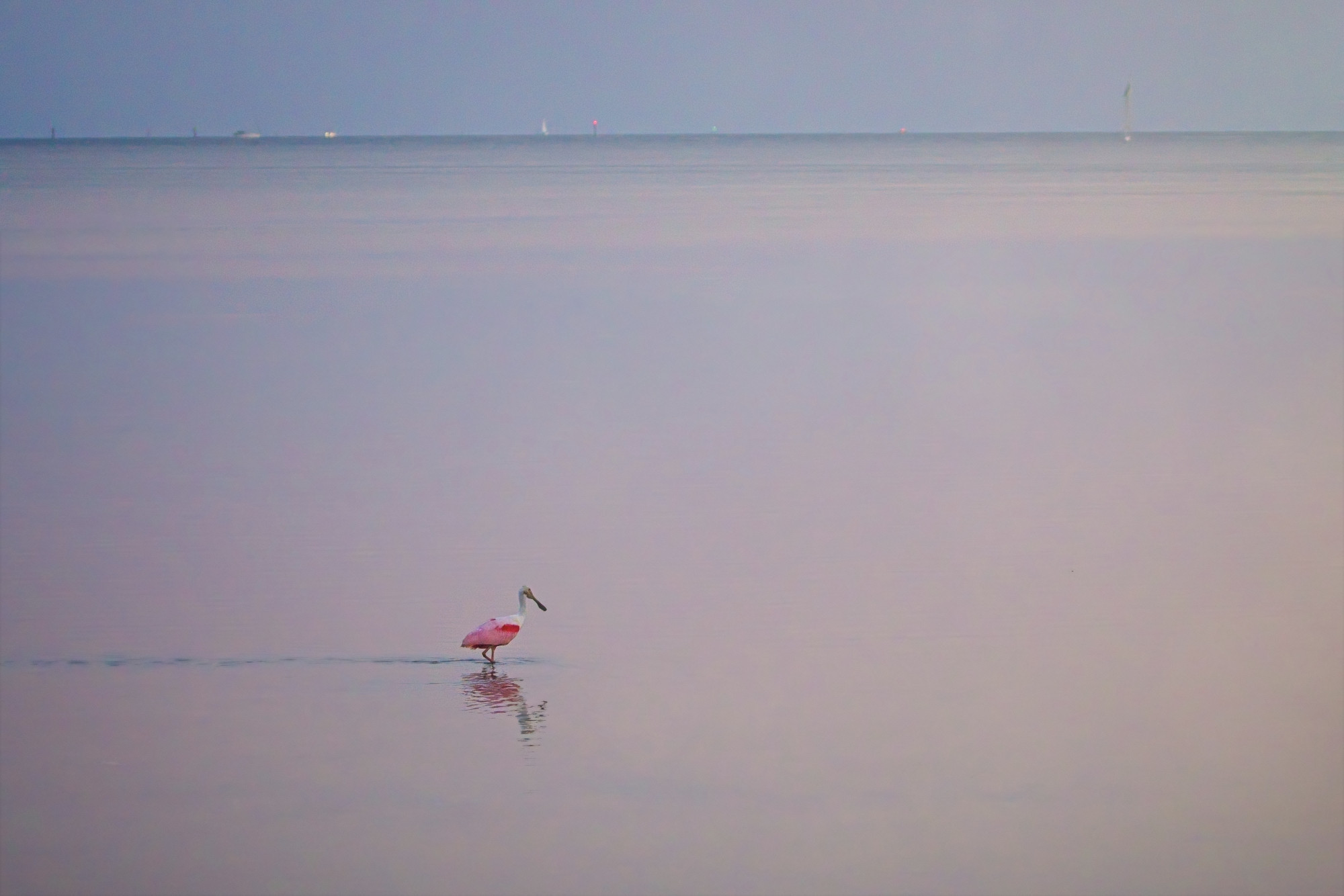 A Roseate Spoonbill calmly wades through the shallows of North Shore Park at dusk in St Petersburg, Florida.