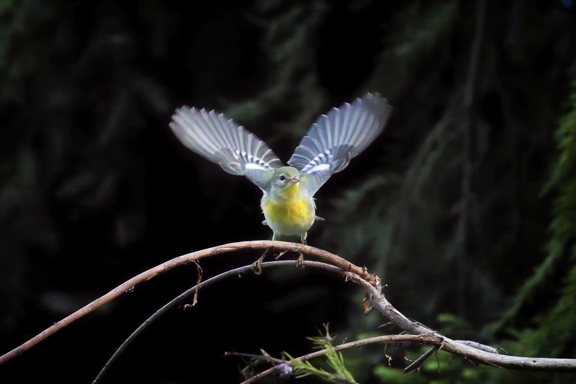 A Northern Parula raises its wings as it take off from a bare branch.