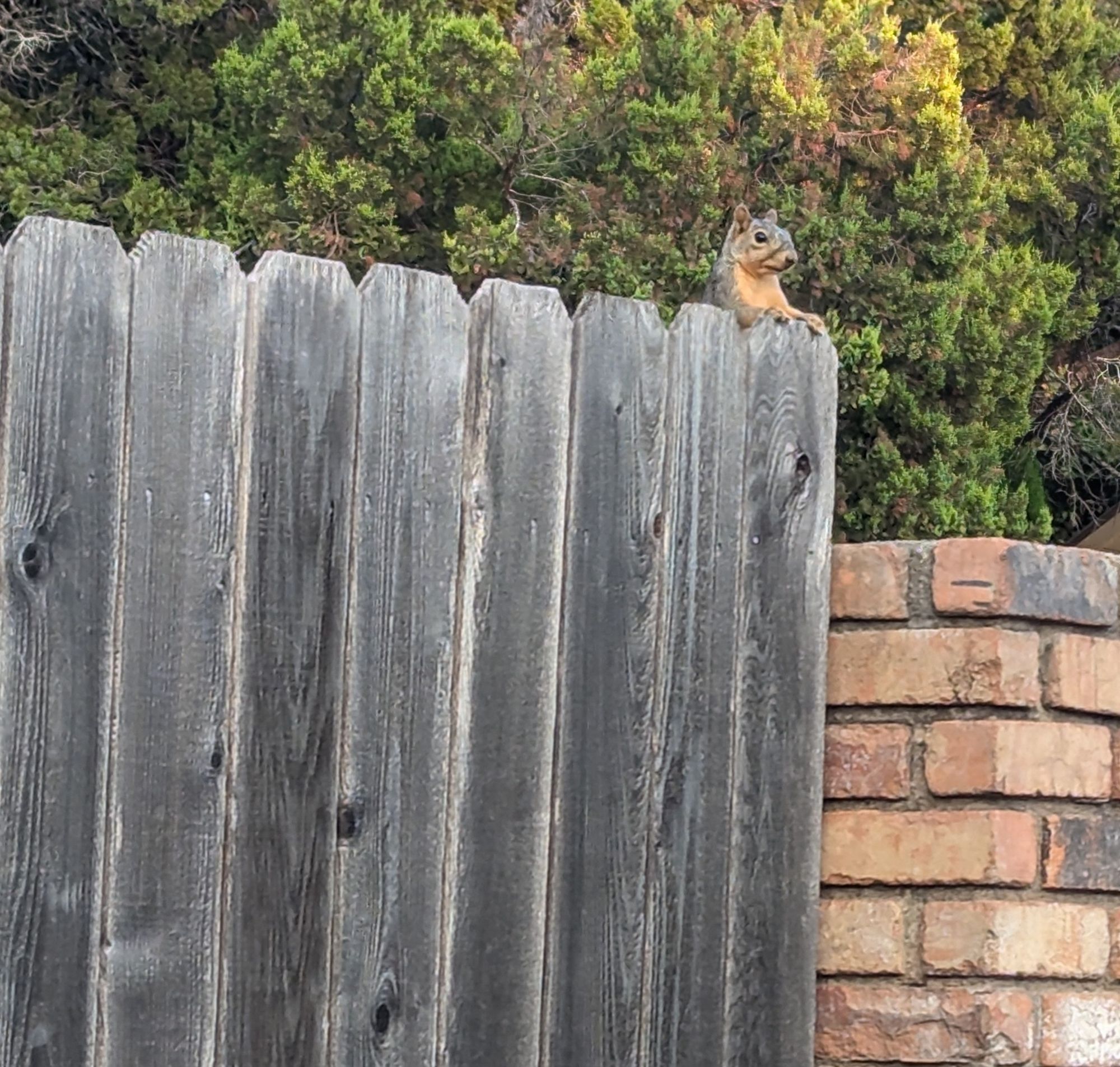 Squirrel peeks over a wooden fence