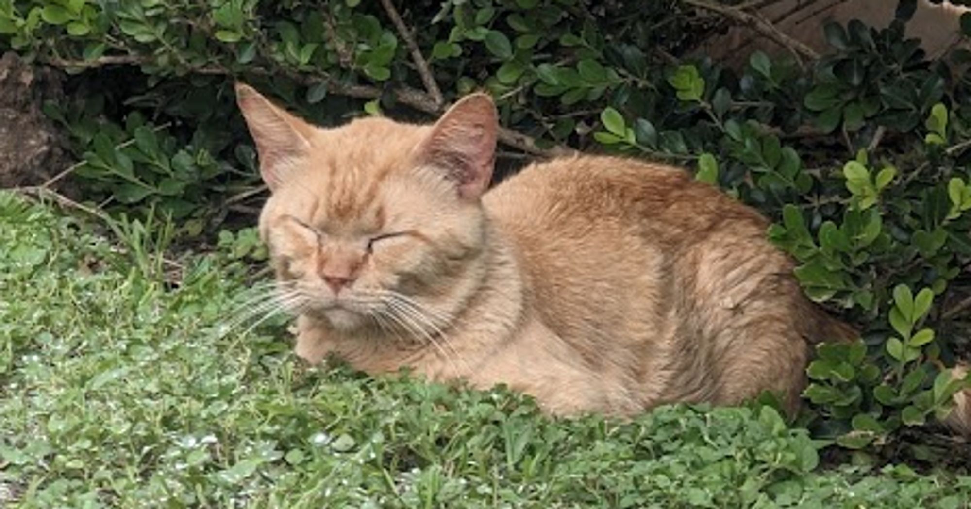 content orange kitty lying in the grass with its eyes closed