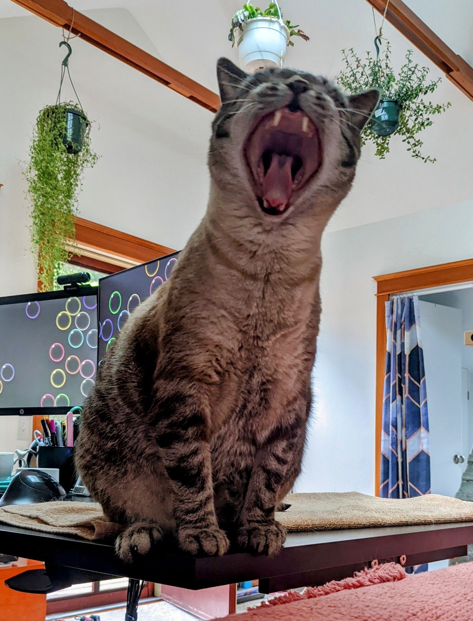 Cat yawning, fangs exposed