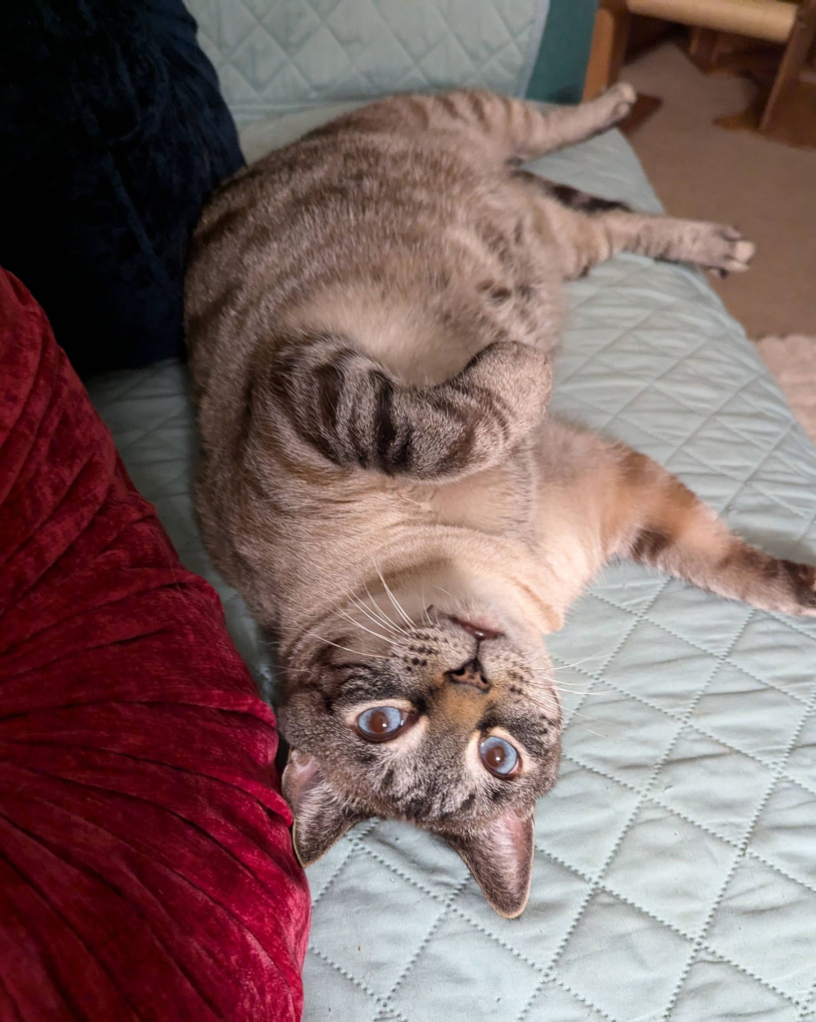 Tabby cat upside down on a couch