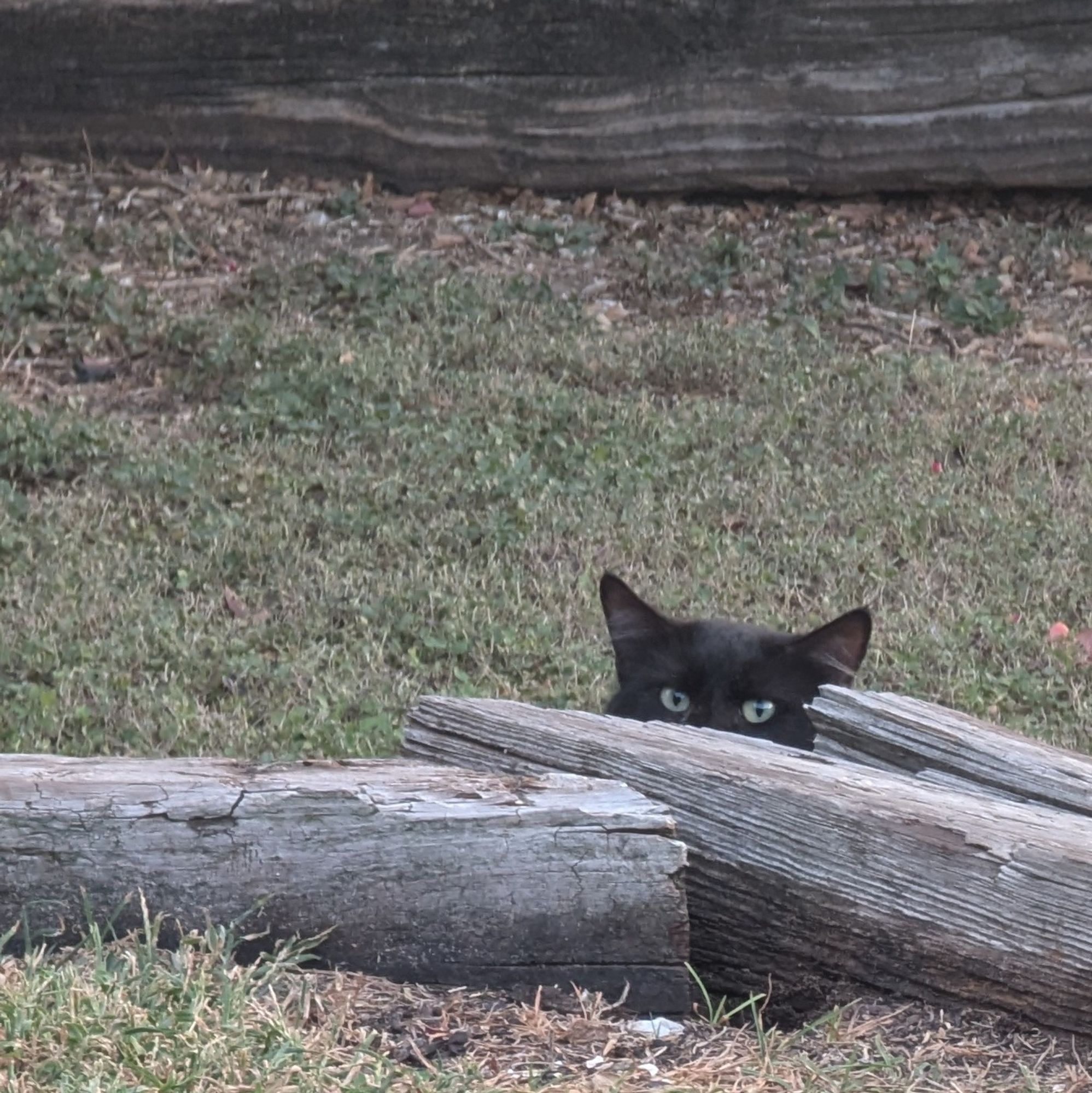 Shy black cat peeks over a railroad tie, only its eyes and ears are showing