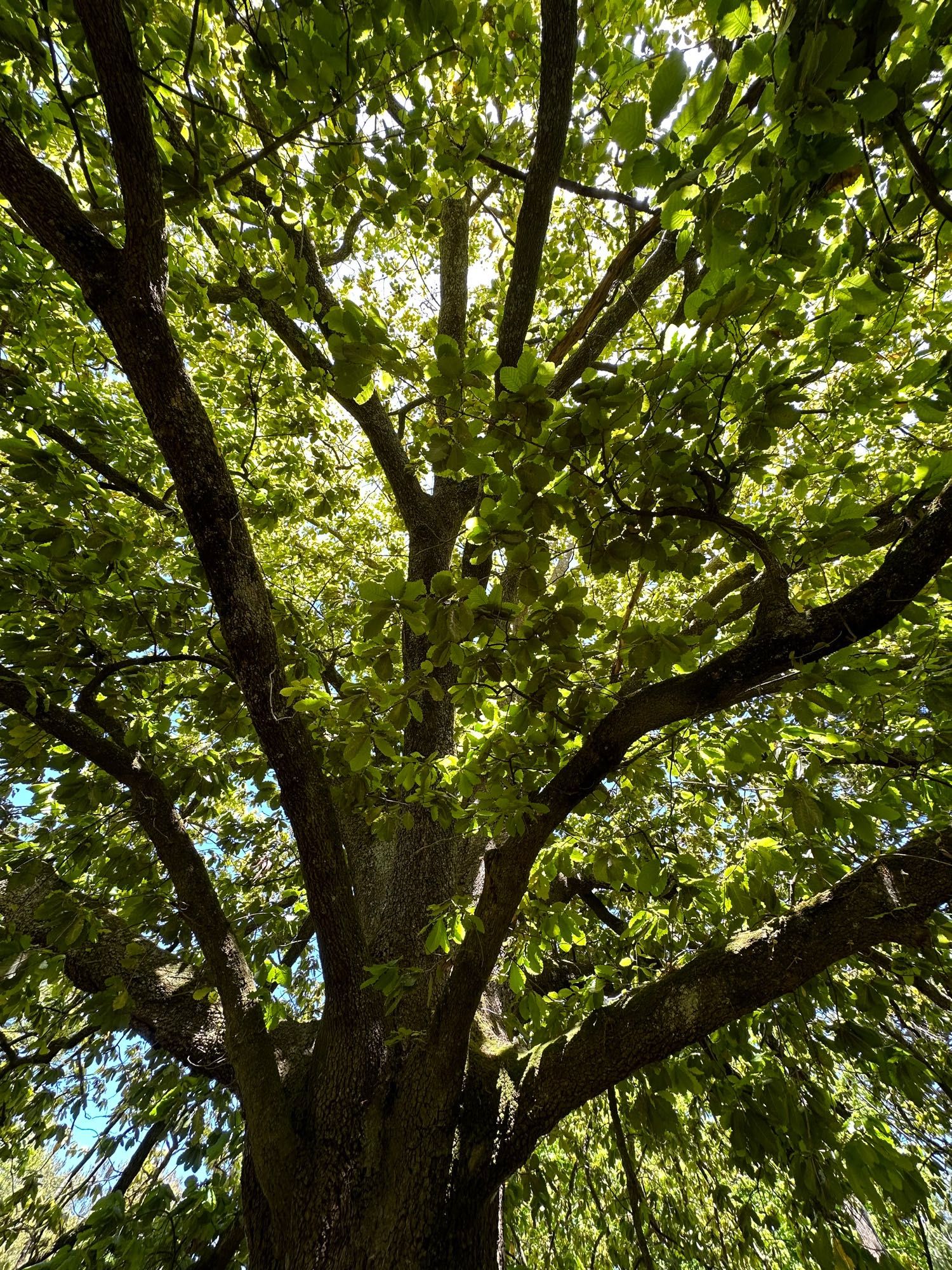 Photo that looks up into the leafy canopy of an oak tree