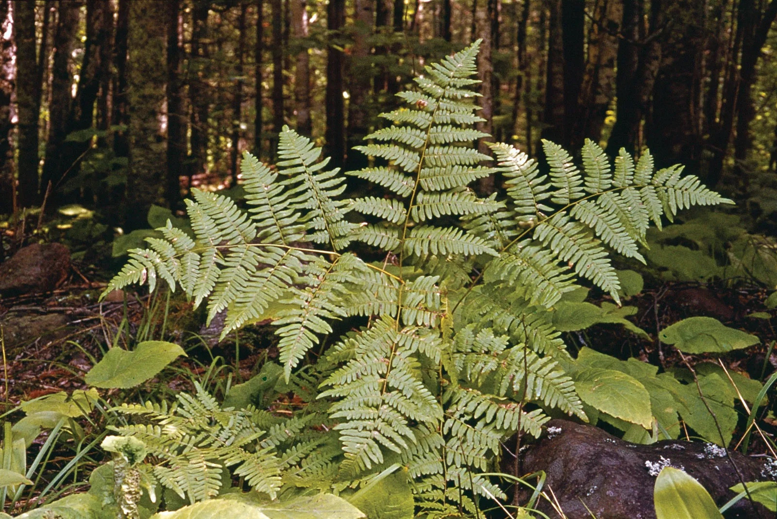 A fern with four fronds in a forest.