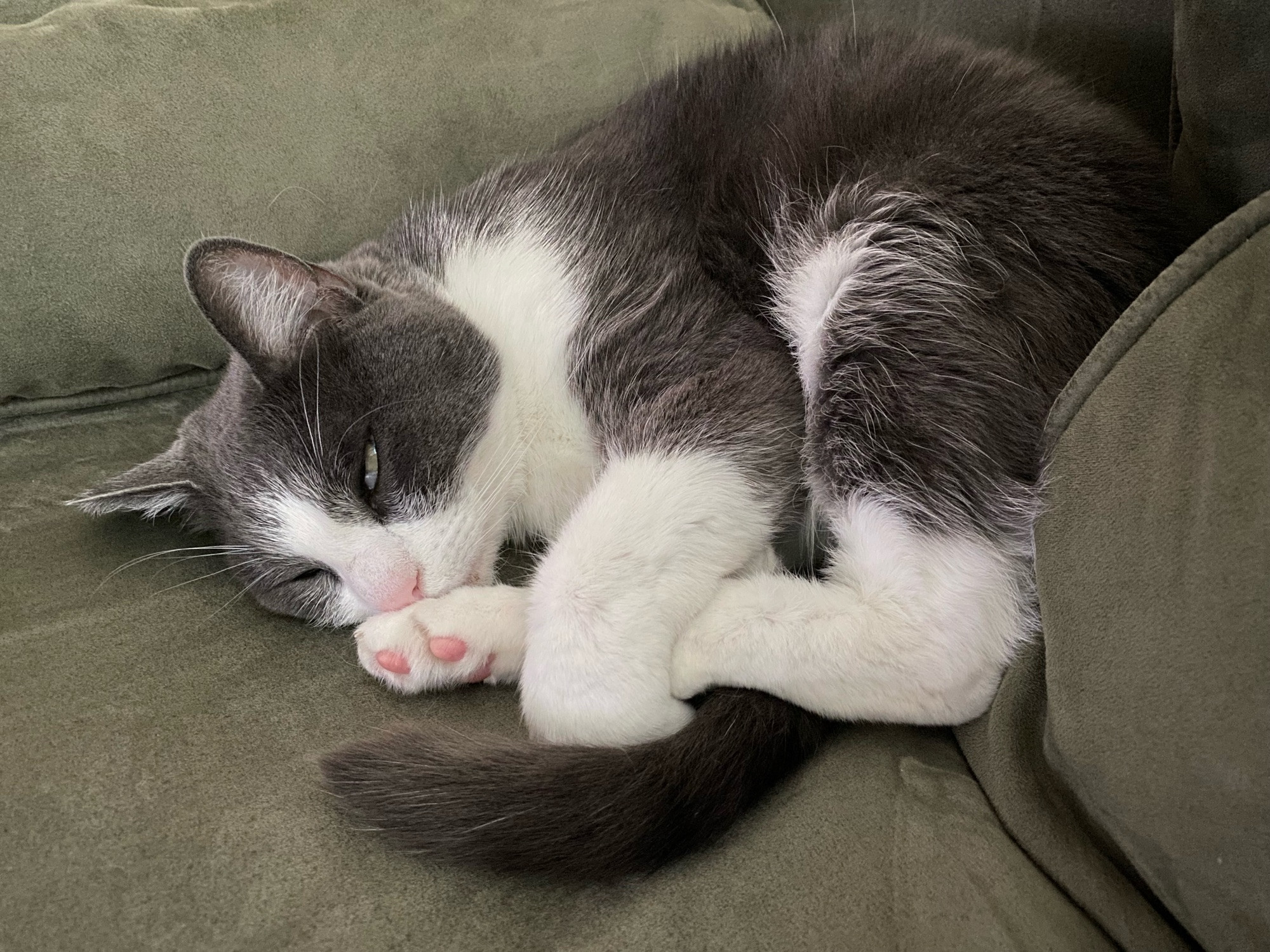 A cat with grey and white cap-and-mantle fur is curled up like a shrimp with her back leg tucked under her front leg. The back leg has pink toe beans showing. She is glaring at the camera after being woken up.