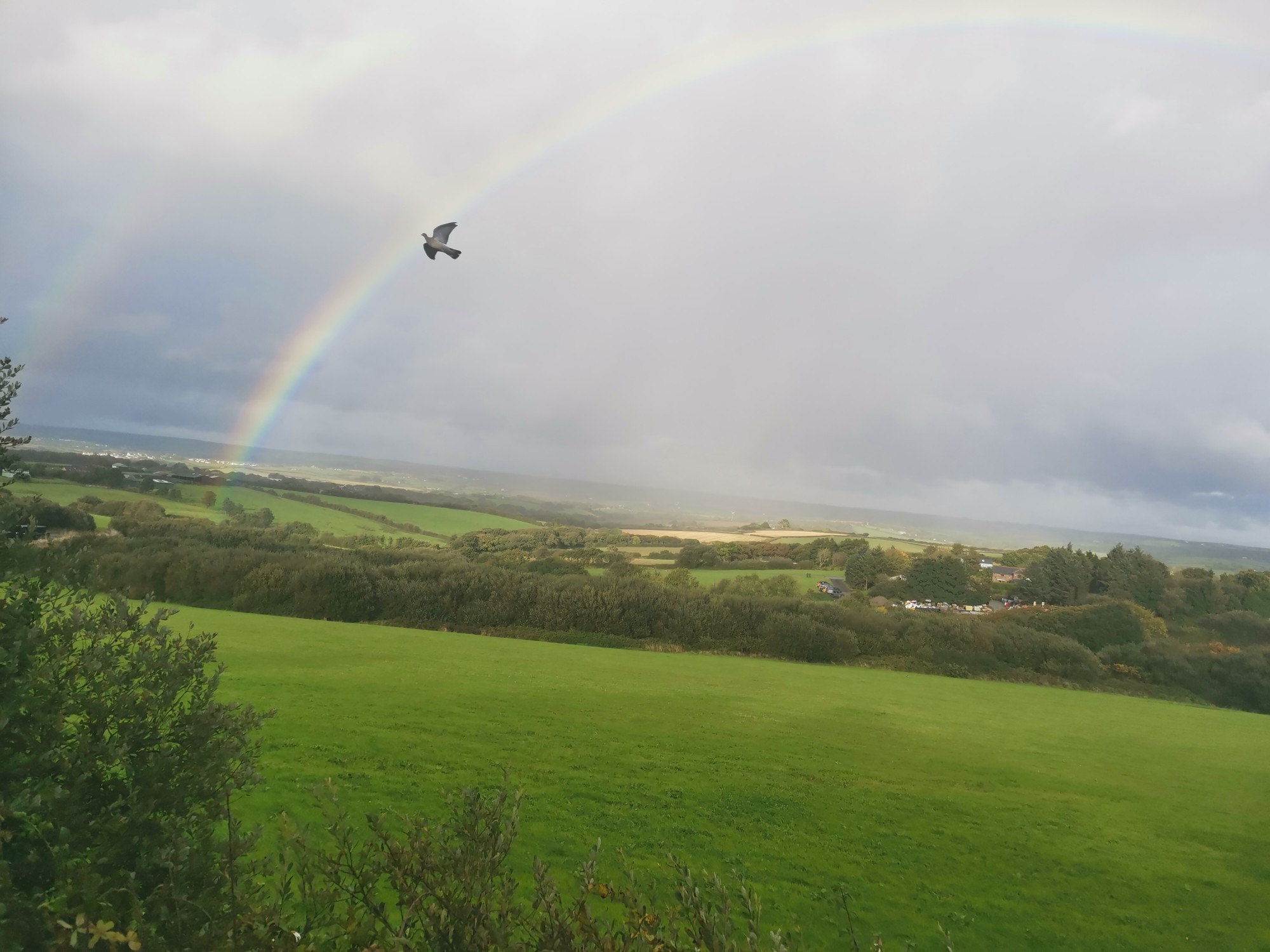 Photo of the Cornish countryside, rolling green hills, with a rainbow appearing over cloudy skies. A bird is flying through the arch of the rainbow. 