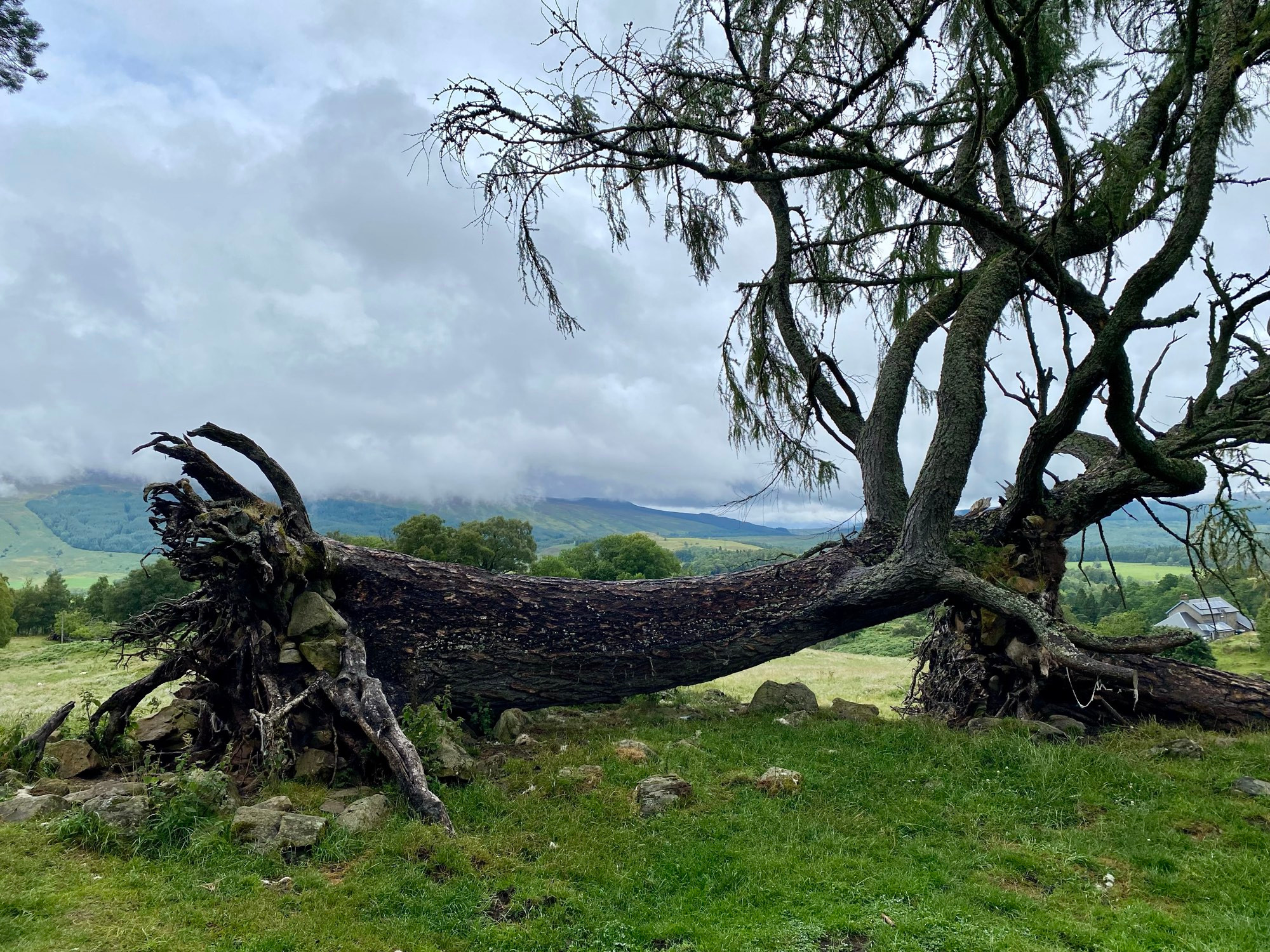 Two fallen tree lying sideways with roots exposed, still alive with branches and green needles, in a misty green valley landscape in Scotland, near Loch Rannoch)