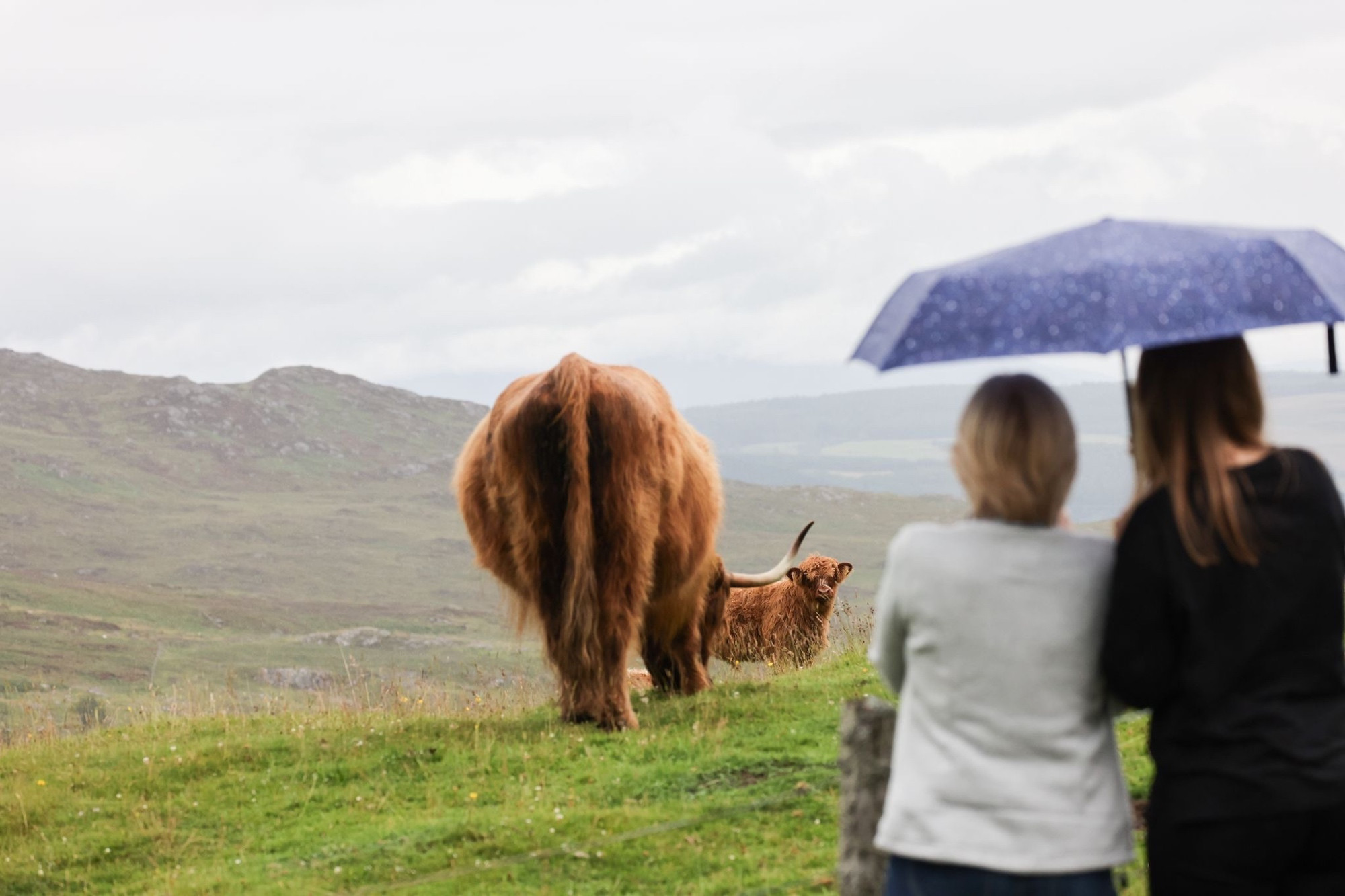 My daughter and me watching Highland cows in the rain on a grassy hillside, sharing an umbrella.