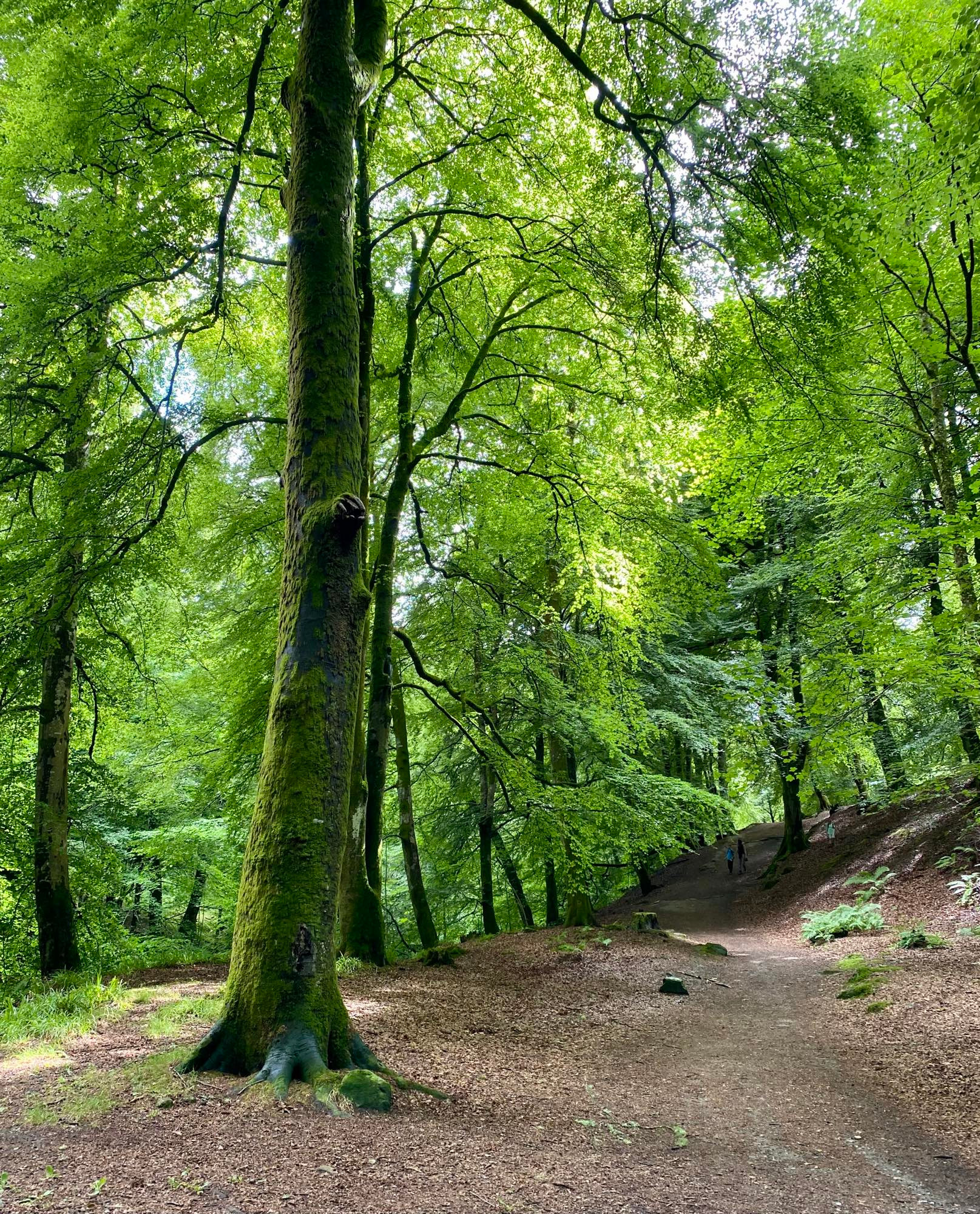 A peaceful woodland path in the Birks of Aberfeldy, Scotland, surrounded by tall mossy trees and dappled sunlight through the leaves.