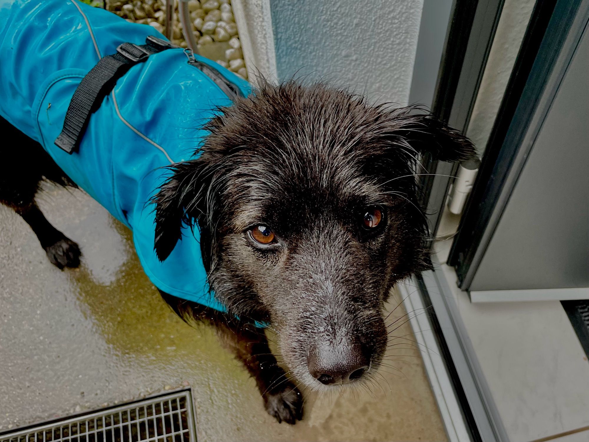 Ein schwarzer kroatischer Schäferhund mit blauem Regenmantel ist ziemlich nass und schaut vorwurfsvoll in die Kamera.