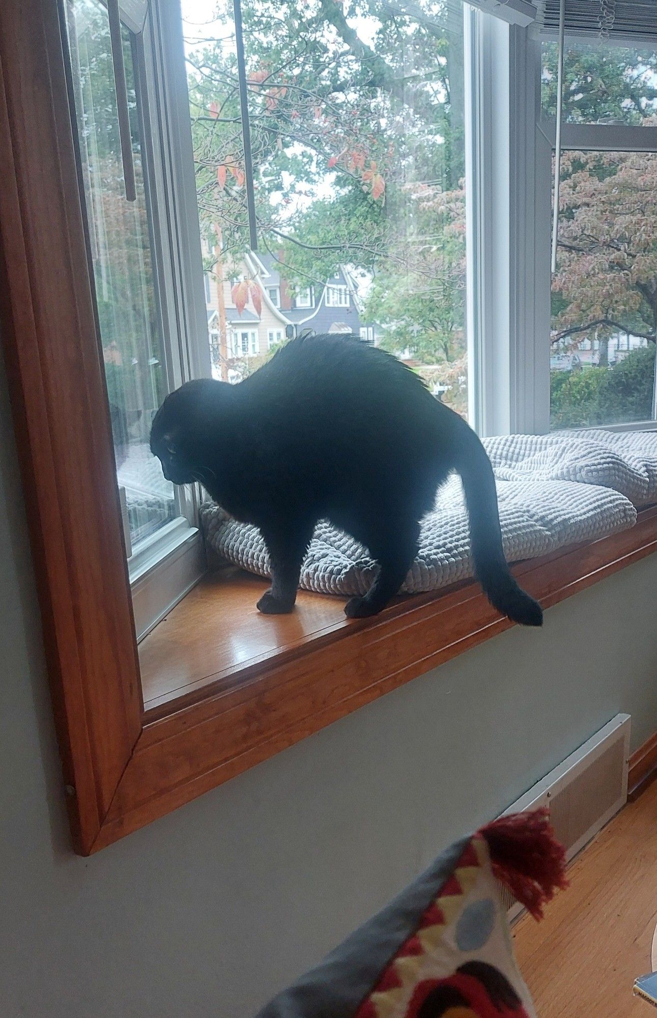 Rhubarb an all black cat is standing on a bay window ledge next to some grey pillows. Her back is arched and her fur raised out of excitement. Outside of the window you can see some greenery.