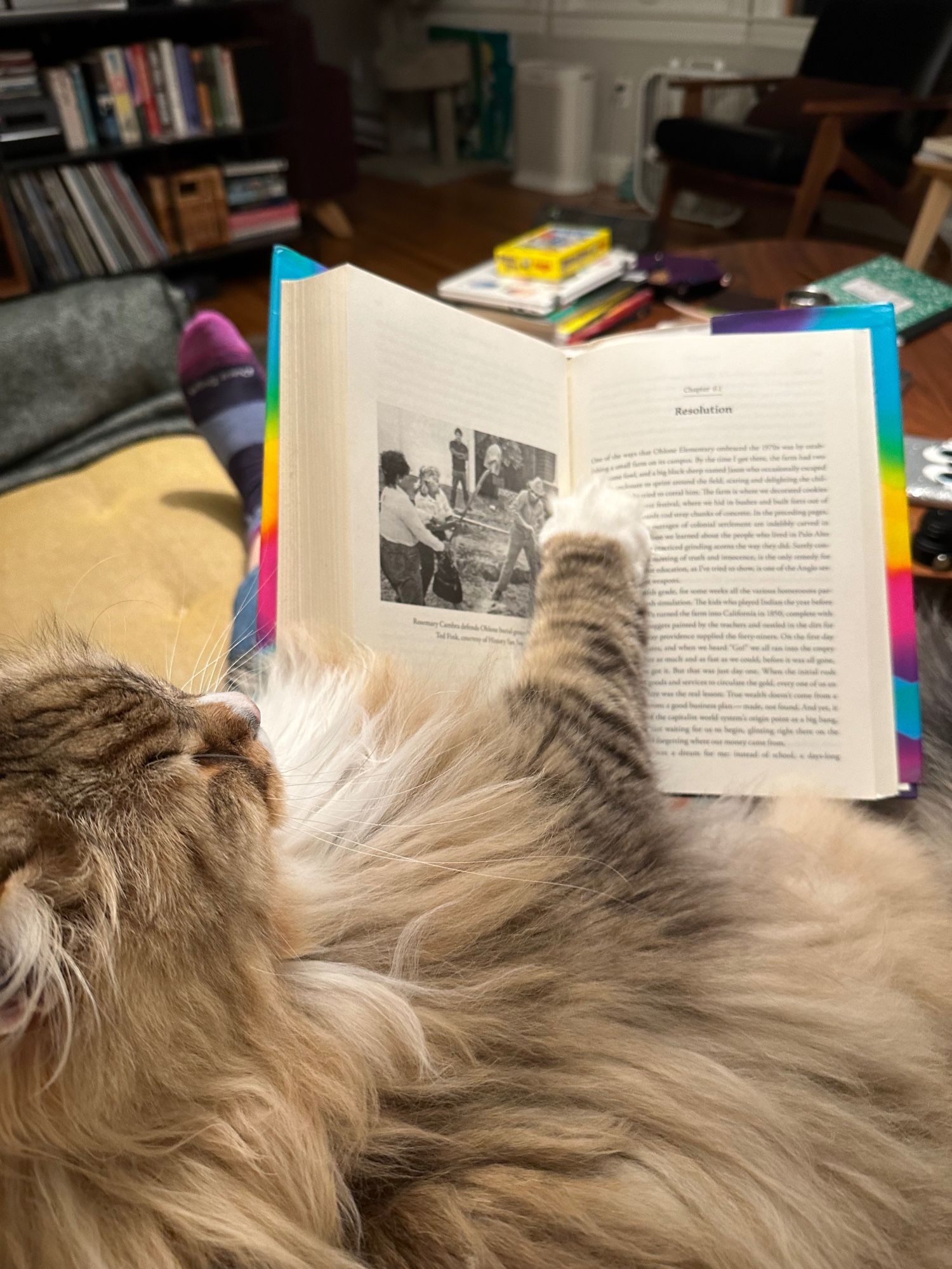 A long-haired cat with his paw across an open hardcover copy of Palo Alto by Malcolm Harris