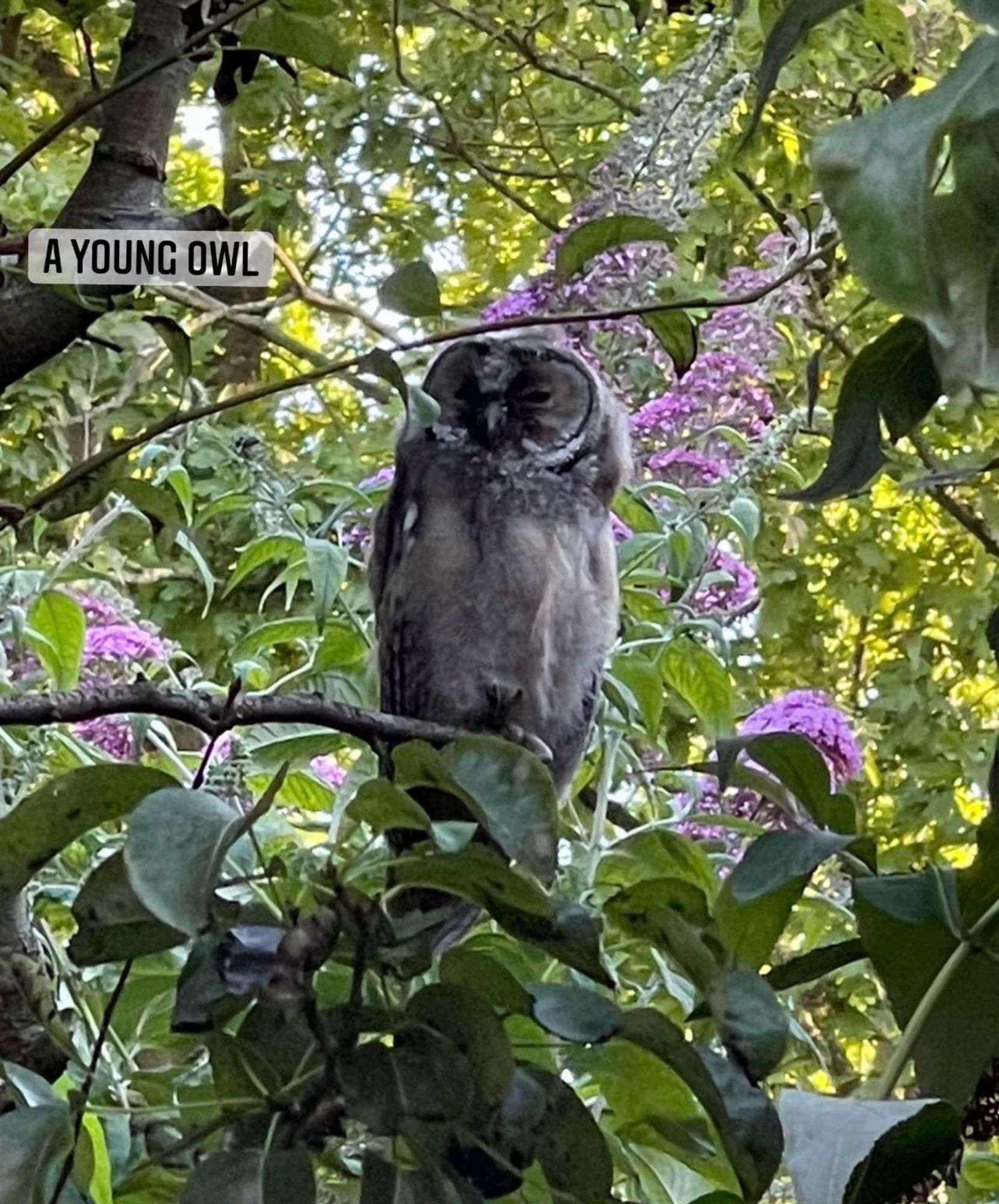 Twee jaar geleden, een jonge ransuil in onze tuin