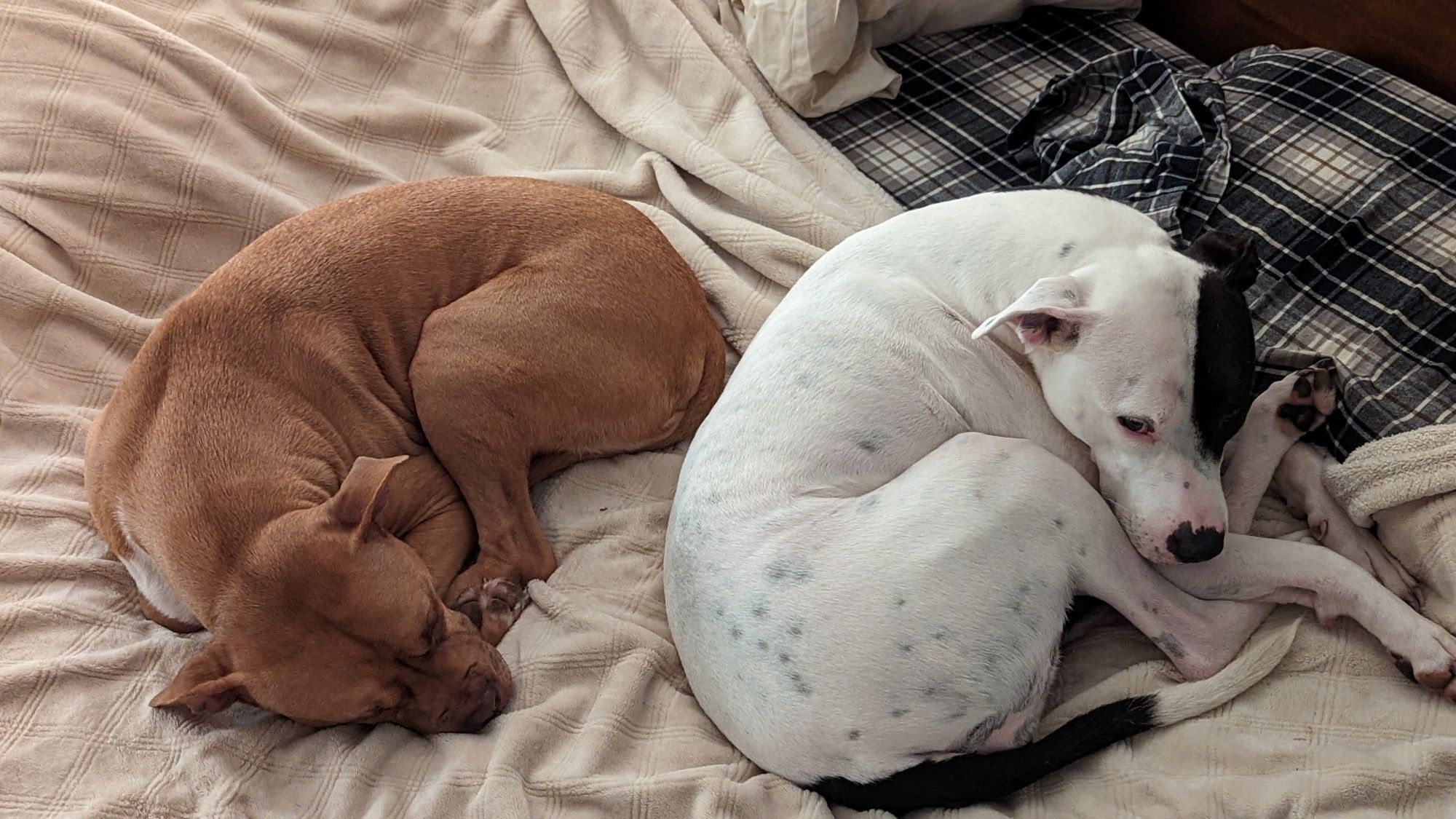 Two pit bull dogs curled up on a bed