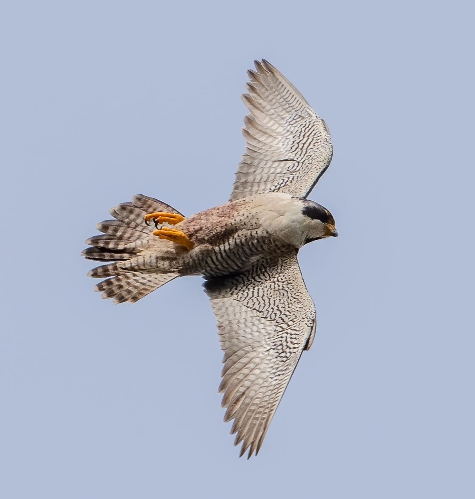 A male peregrine falcon in flight.