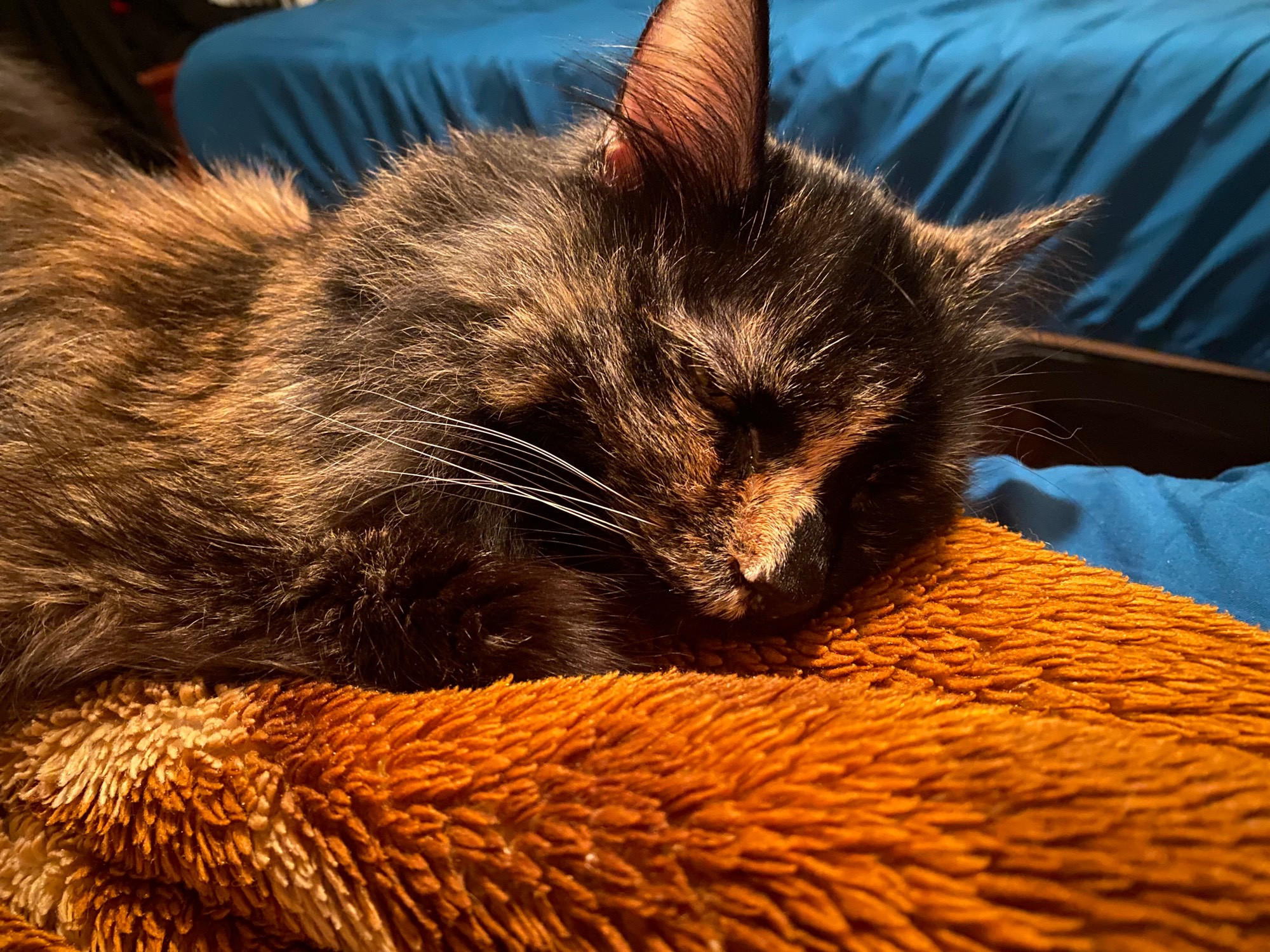 tofu, a tortoiseshell cat with a gold and black face lying on a brown blanket