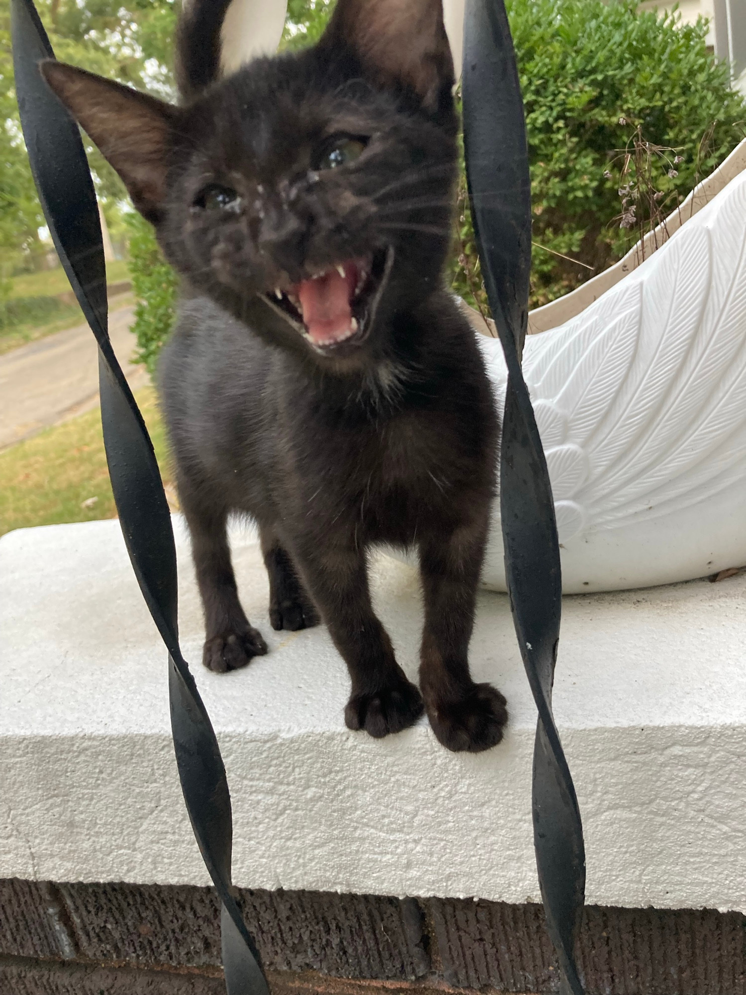the kitten is yelling. 