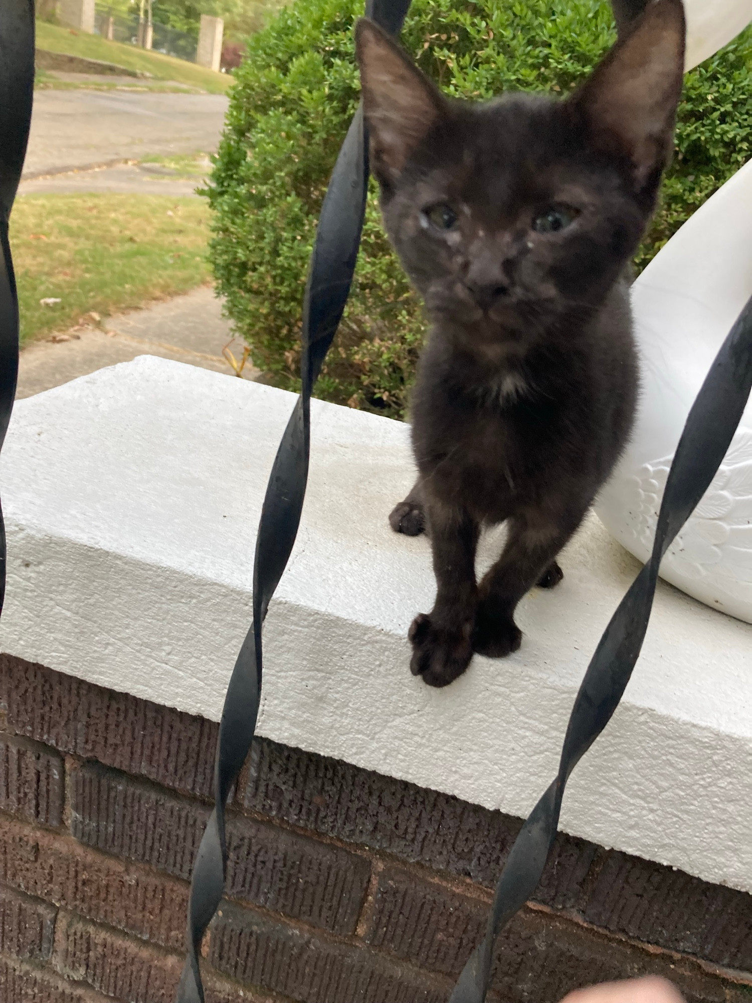 a small black kitten with blue-green eyes sitting between two iron bars. 