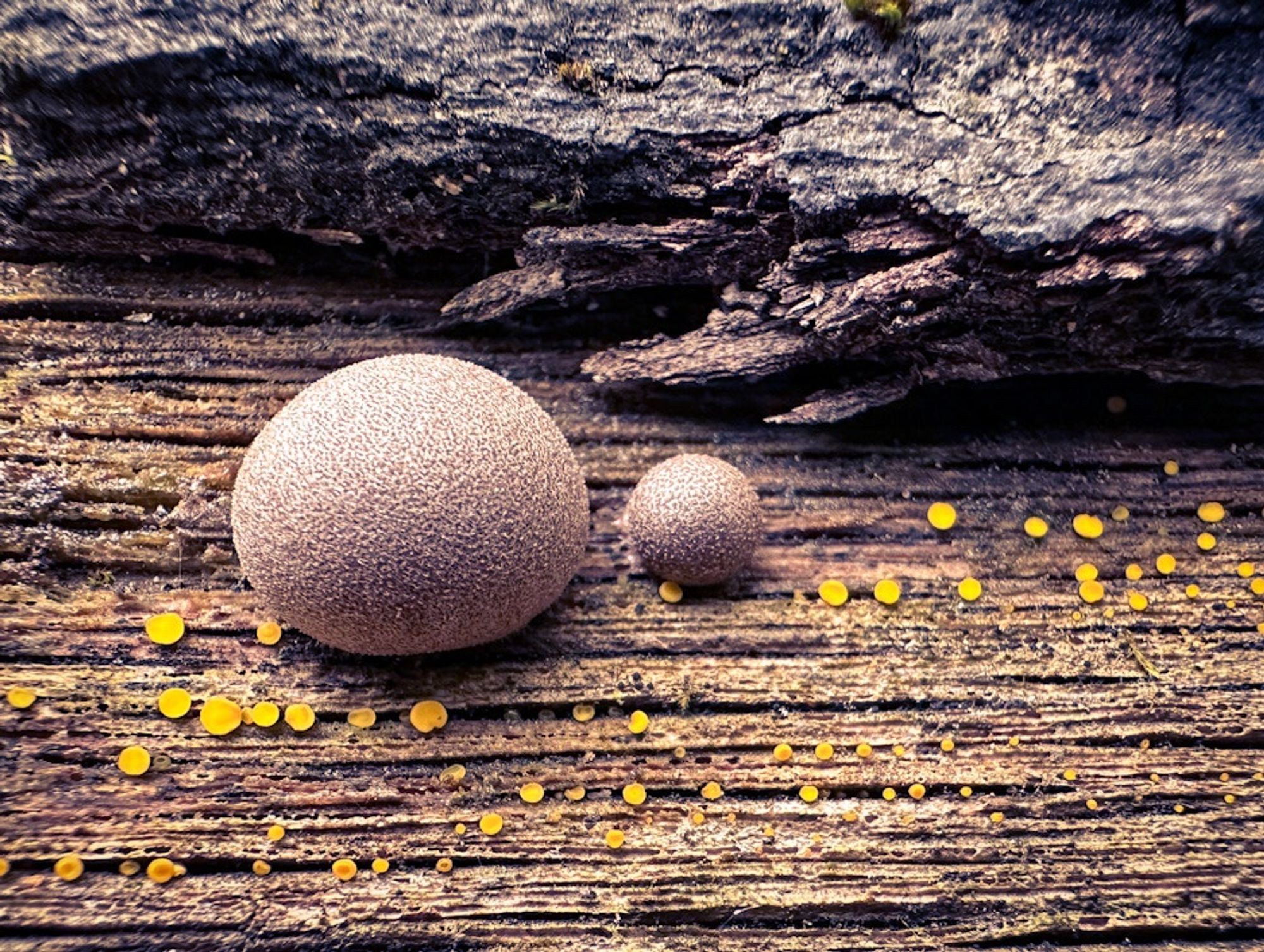 Two balls of beige fungus, one large, one small, on wood. The wood has broken bark at the top going horizontal and yellow lichen below that.