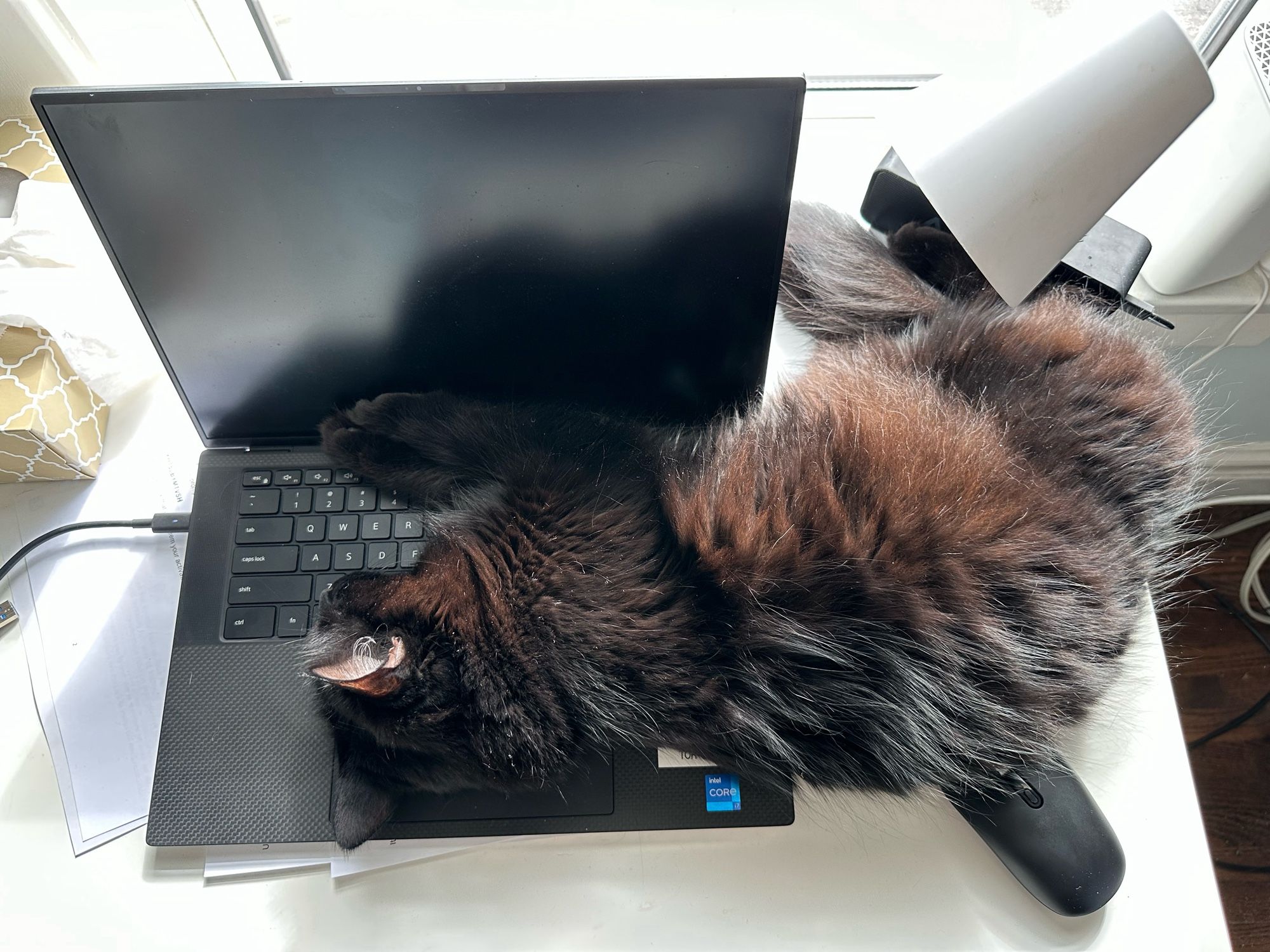 Cat sleeping on an open laptop