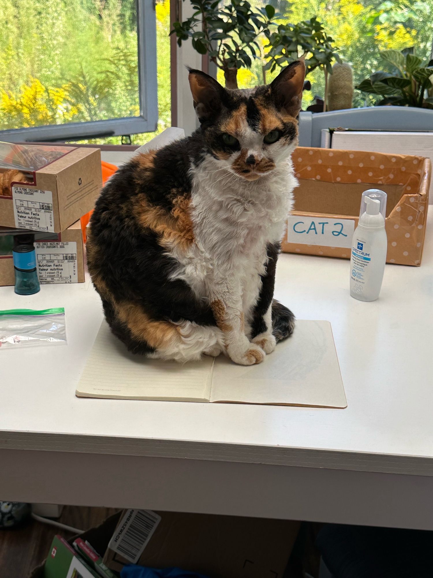 Cat sitting on an open notebook