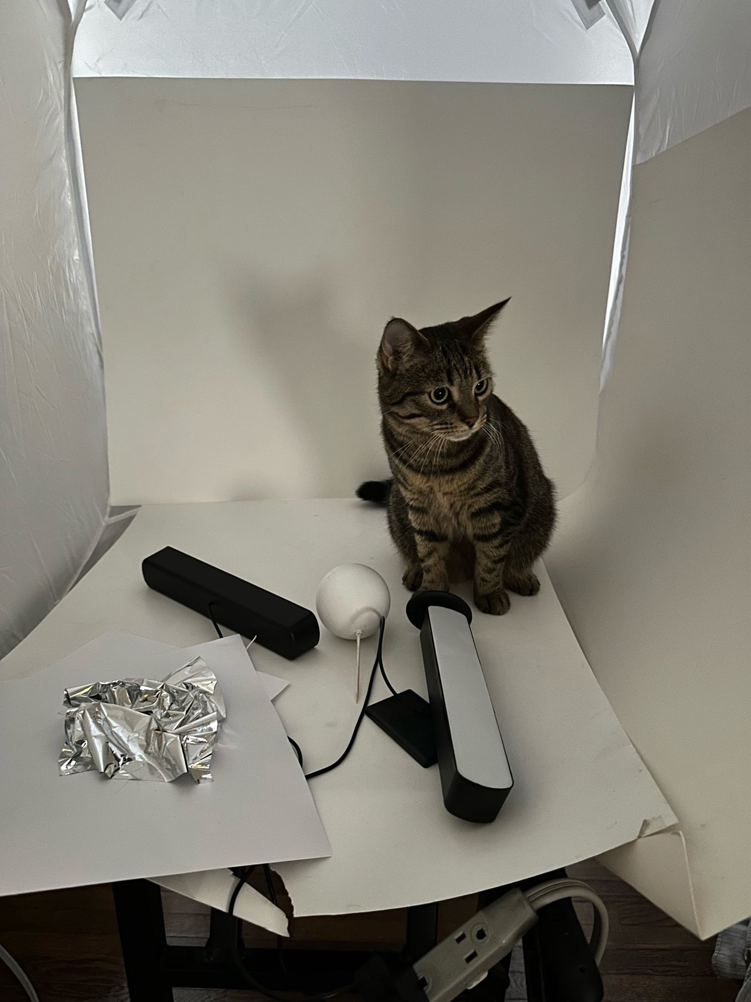 Cat sitting in a light box for photos