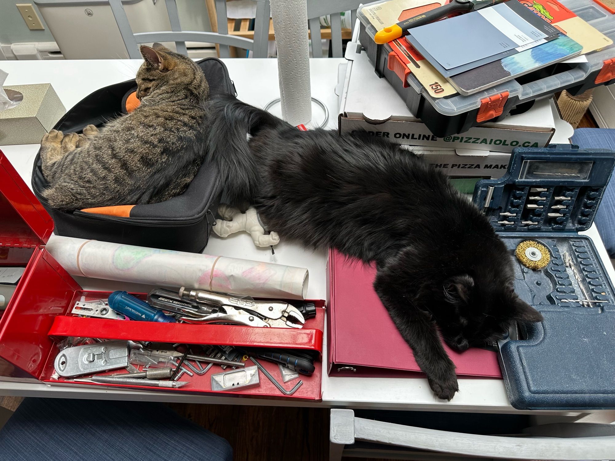 Two cats sleeping across open toolboxes on a table