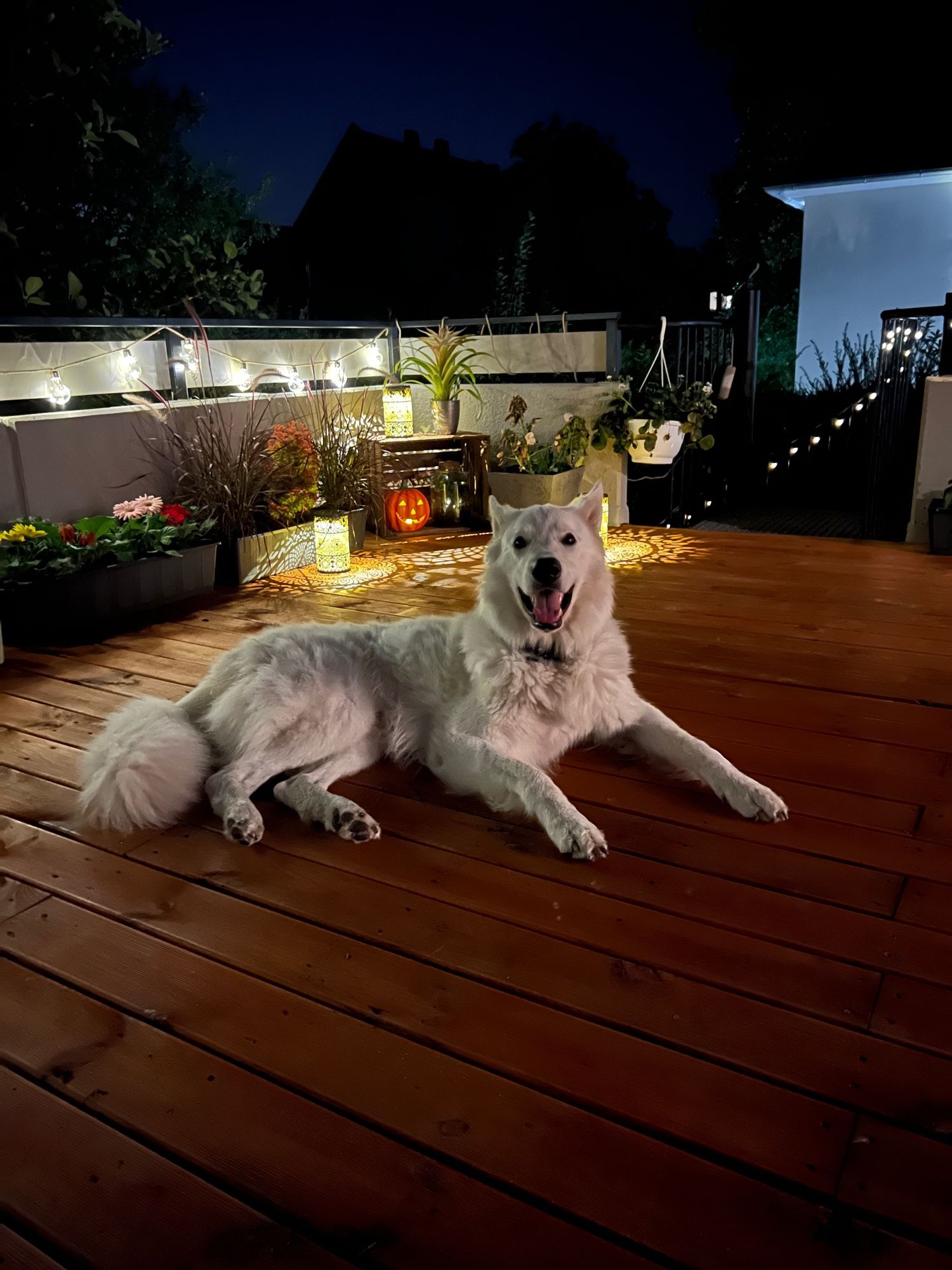 A white shepherd dog laying on the deck in front of sone flowers and pretty lights