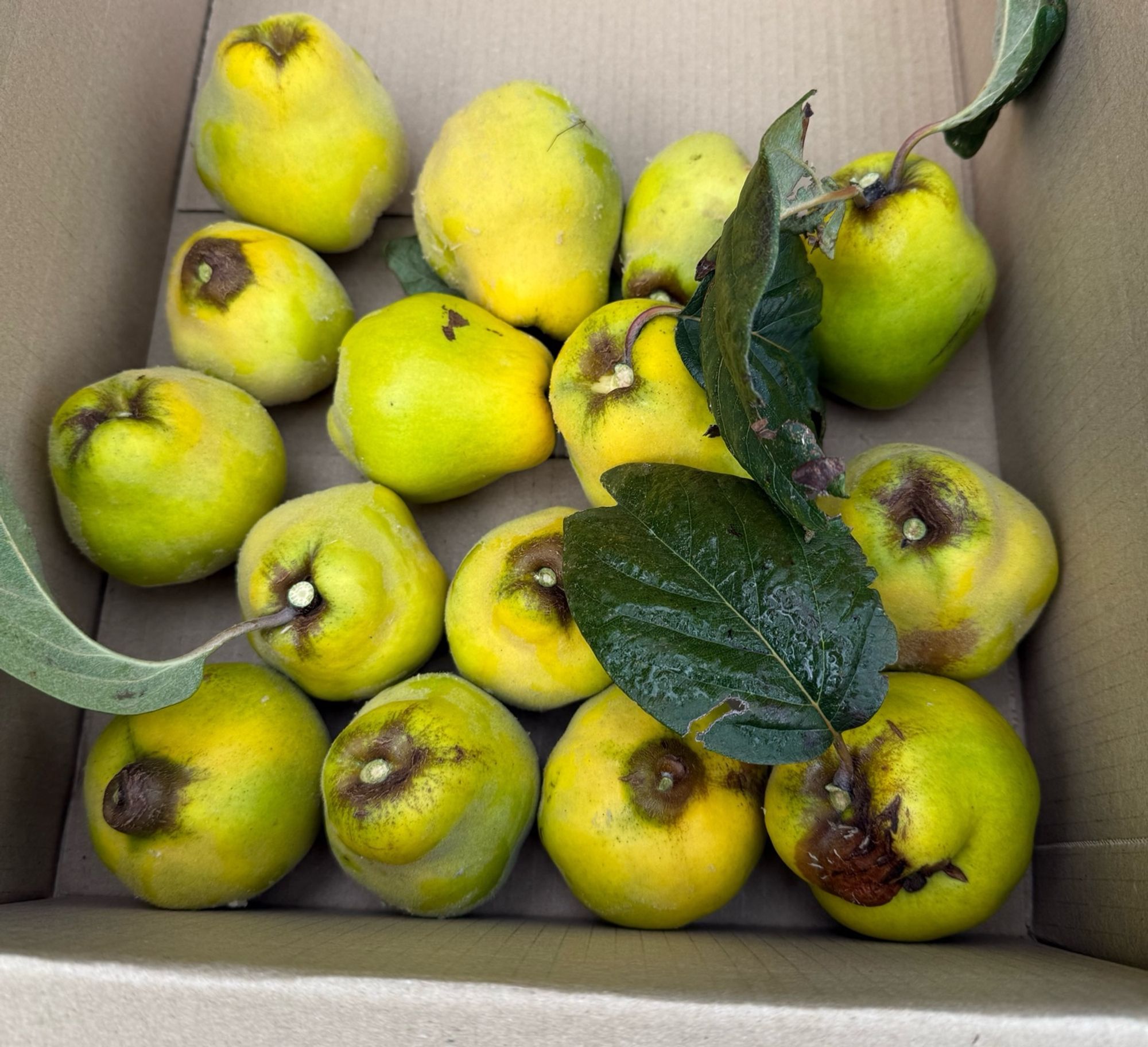 A box of a dozen or so not quite ripe quinces and a couple of dark green leaves, the young tree seems to be a lot happier in the wind now it doesn’t have it’s limbs flailing like a morningstar around the place. The other quince, a siberian I’ll keep hold of as that fruit seems much happier this year. A small tab for baked goods in return. Love the fens.