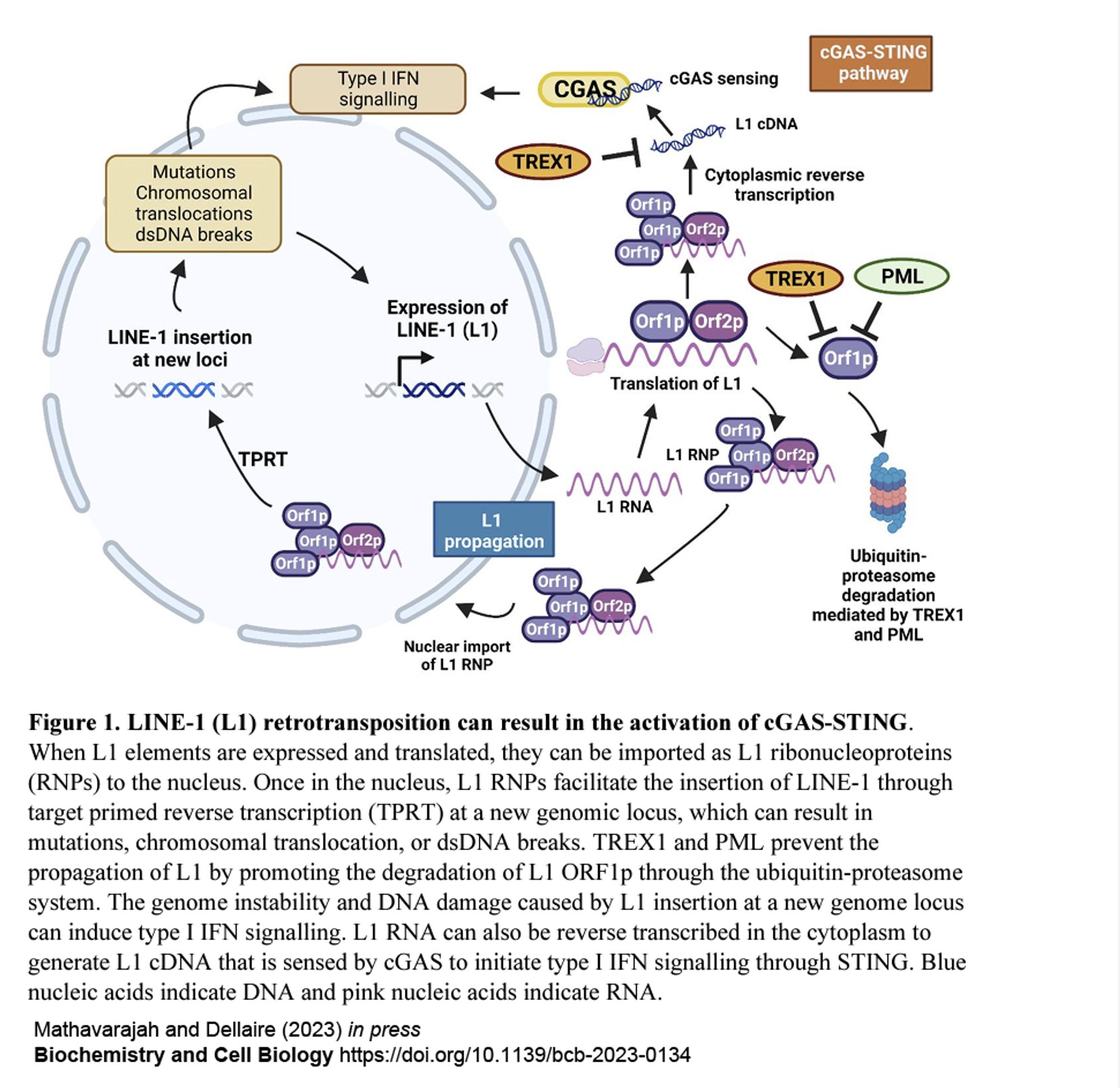 LINE-1 can activate CGAS-STING