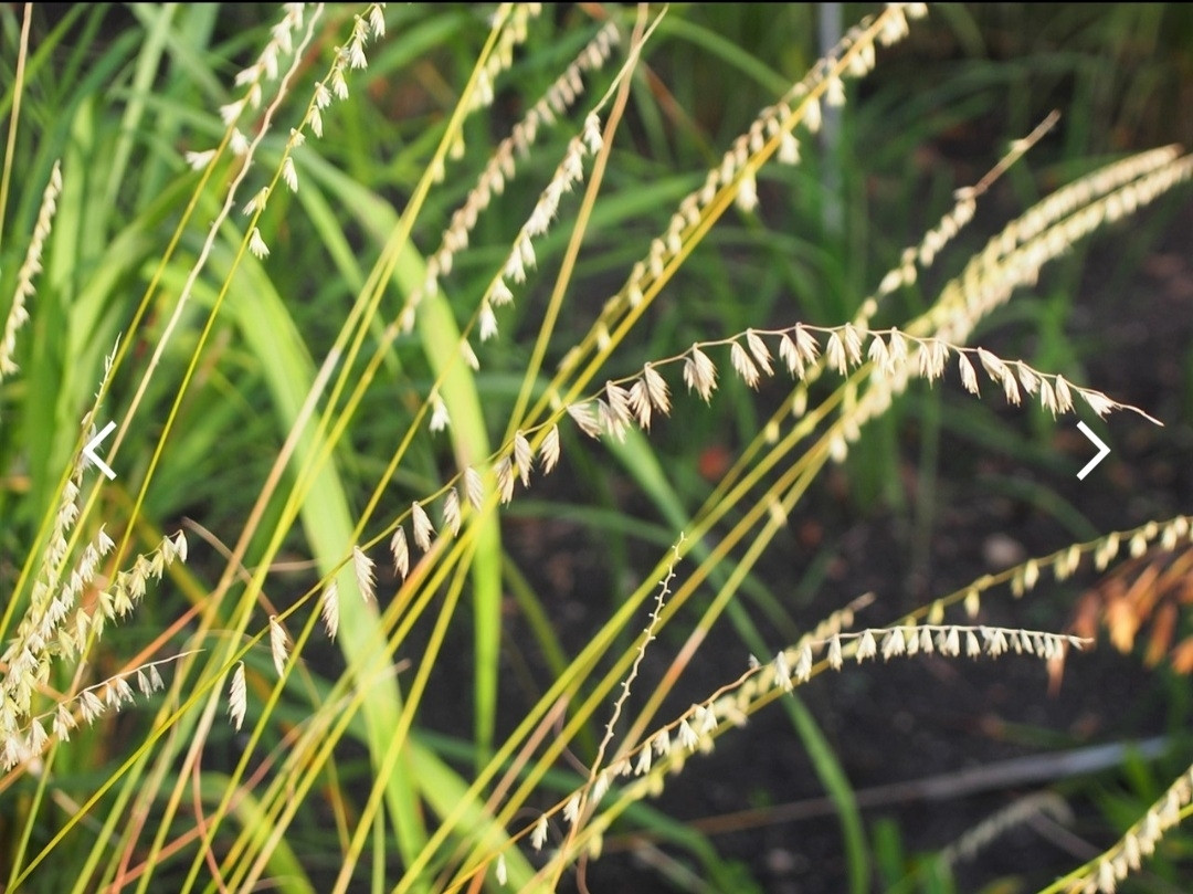 Nuokkugammaheinä (Bouteloua curtipendula) on heinäkasvien (Poaceae) heimoon, gammaheinien (Bouteloua) sukuun kuuluva kasvilaji.lehdet kasvavat tavallisesti tiiviinä mättäinä ja noin 30–45 cm korkeiksi. Lehtilavat ovat sinertävänvihreitä ja enintään noin 0,65 cm leveitä. Syksyllä lehdet muuttuvat yleensä kullanruskeiksi, mutta joskus niissä on myös oranssin tai punaisen sävyjä. Kukintoja sisältävät varret kasvavat noin 90 cm korkeiksi. Kukintona on yksipuoleinen ja nuokkuva röyhy, jonka tähkylät muistuttavat hieman kaurojen tähkylöitä. Nuokkugammaheinä kukkii alku- ja keskikesällä.