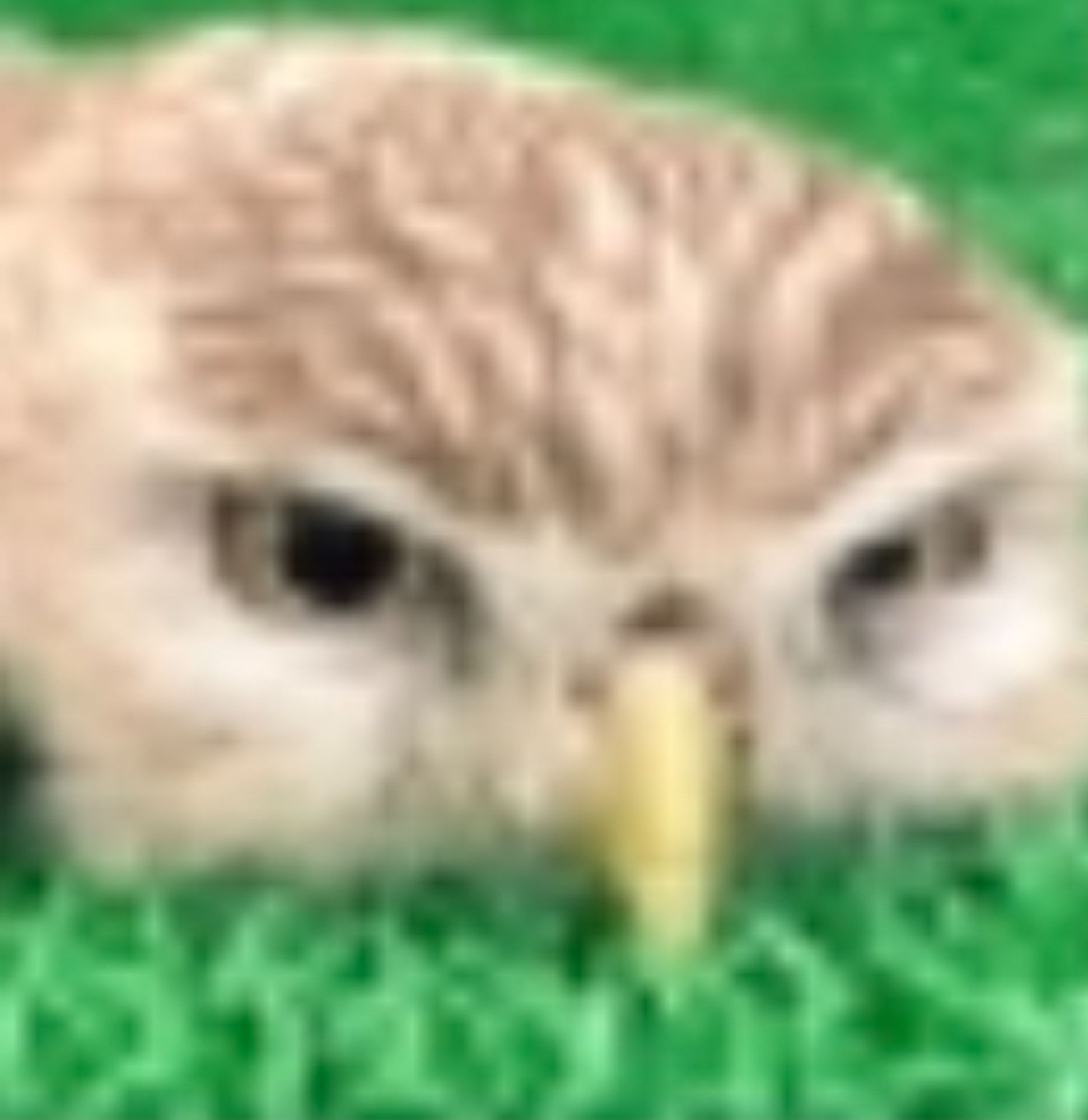 A bird’s rotund face lying on grass. It looks perturbed. 

