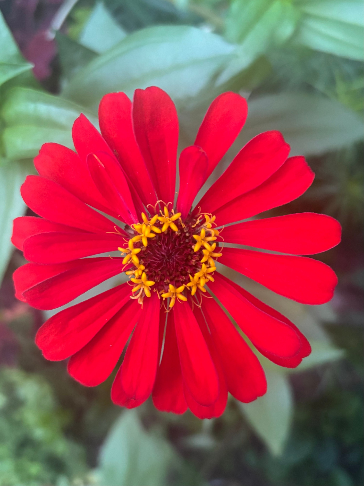 Close up picture of a bright red zinnia flower
