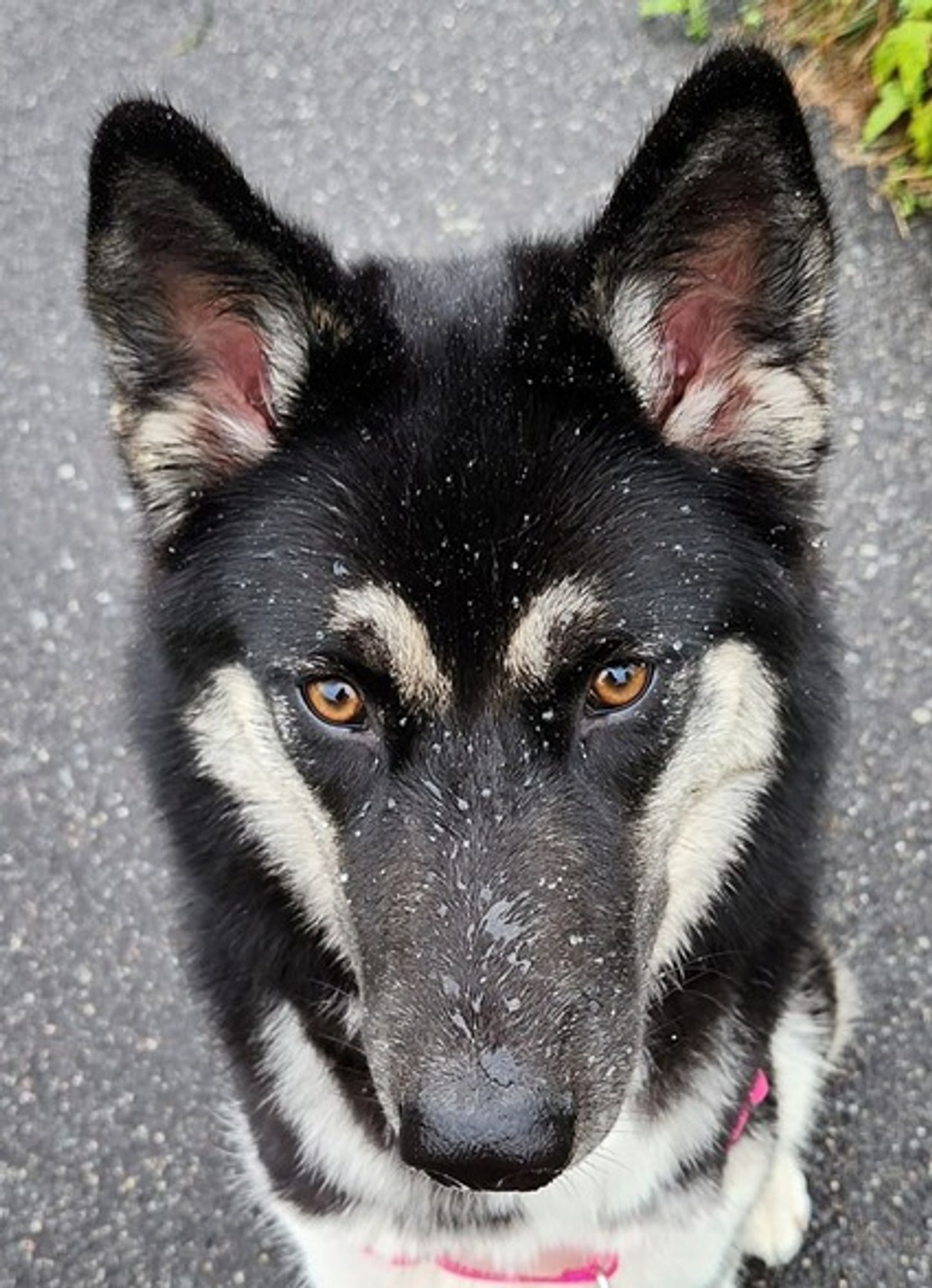 Closeup of the face of a beautiful black and white husky pup, age 8 months. Her ears are up, her eyes are kind, and her face is sprinkled with glistening dewdrops