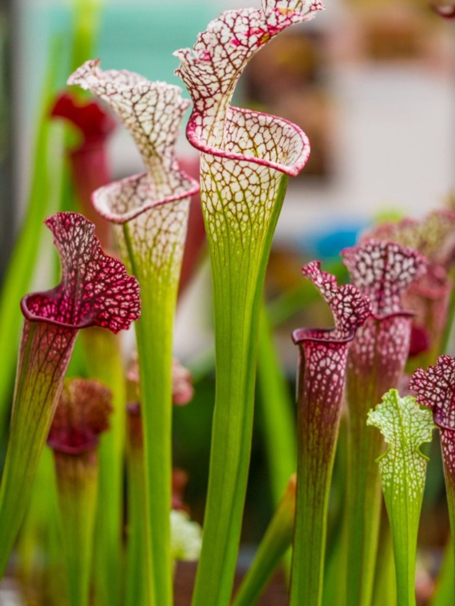 A bunch of pitcher plants, famous for being carnivorous plants and luring insects with sweet liquid.